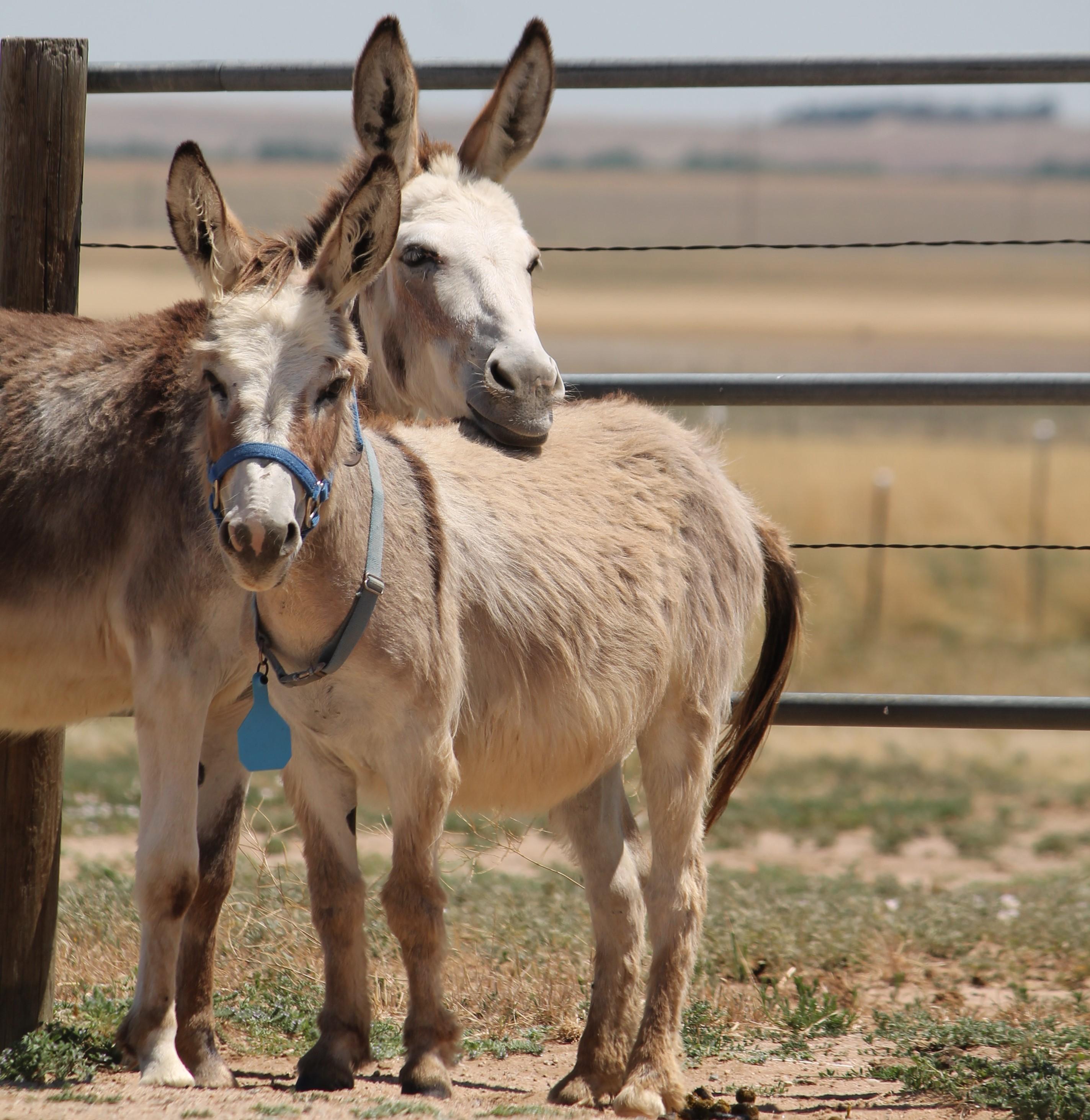 Donkeys form lifelong bonds with another donkey. If you're around them