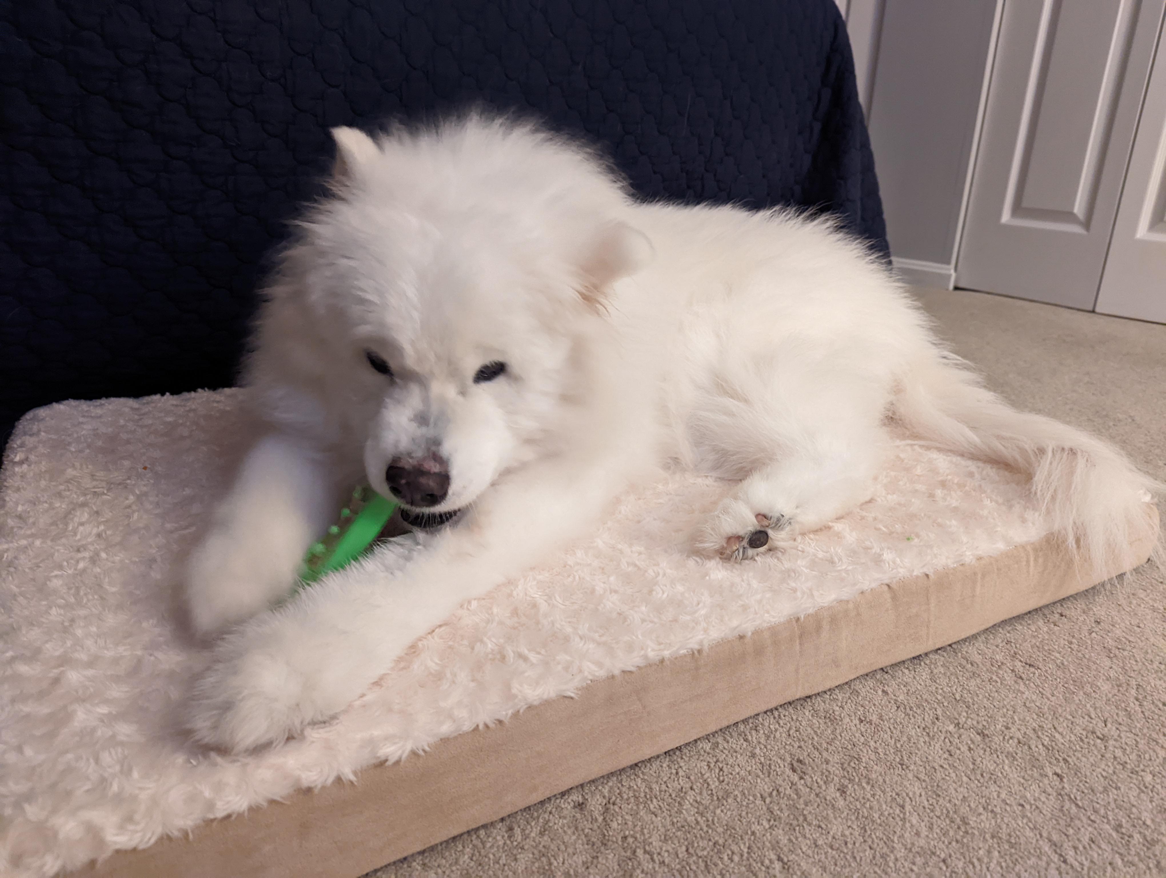 Goodbye, Little Dude r/samoyeds