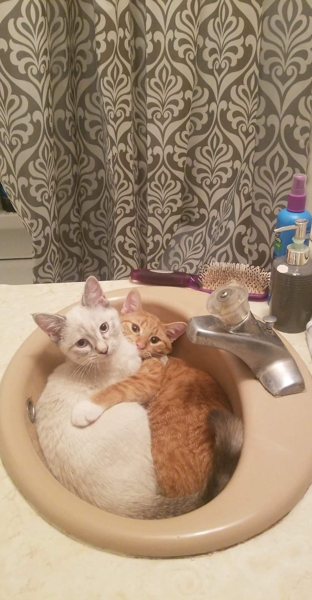 Opened the bathroom door to these two. r/cats