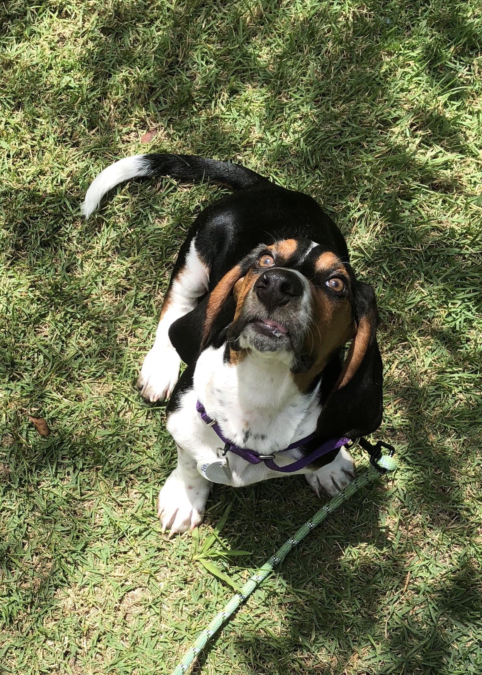 My dog is possessed r/funny