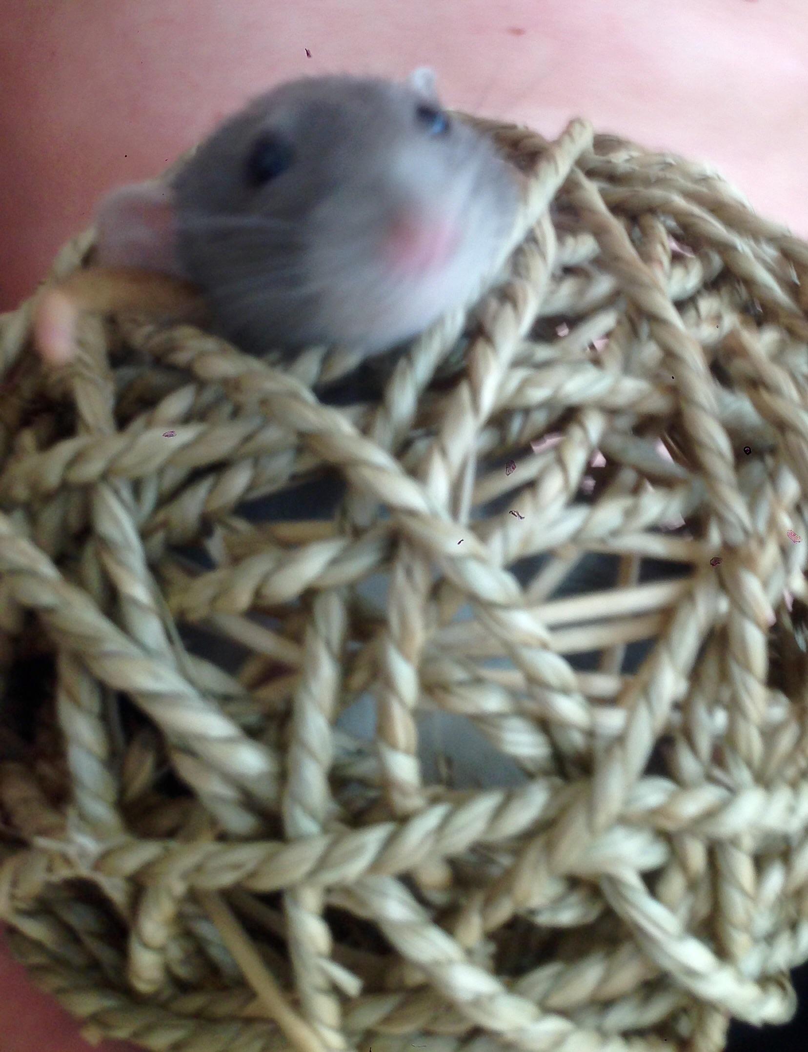 My rat Panini was stuck inside a ball r/RATS