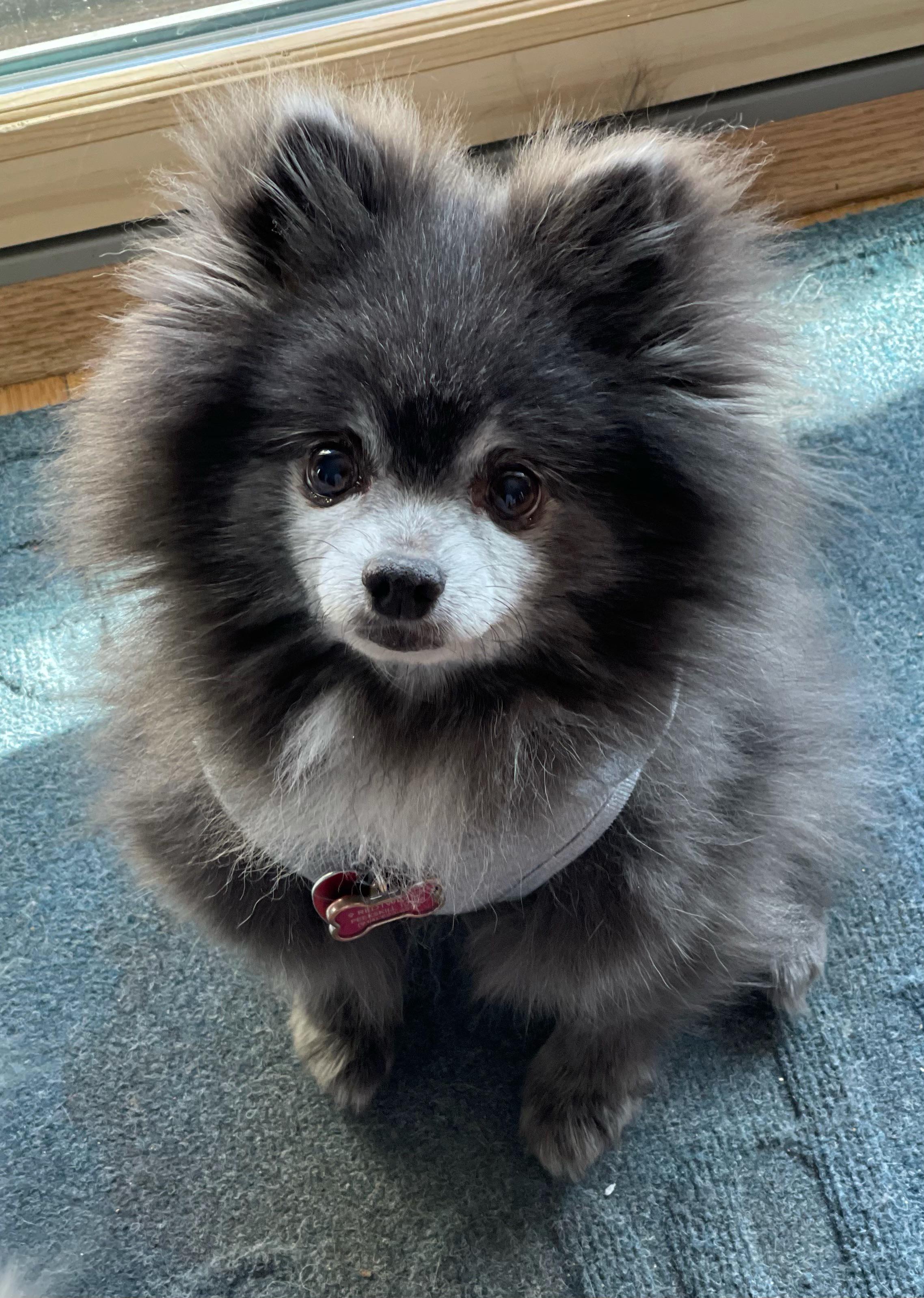 How Much Is A Blue Pomeranian