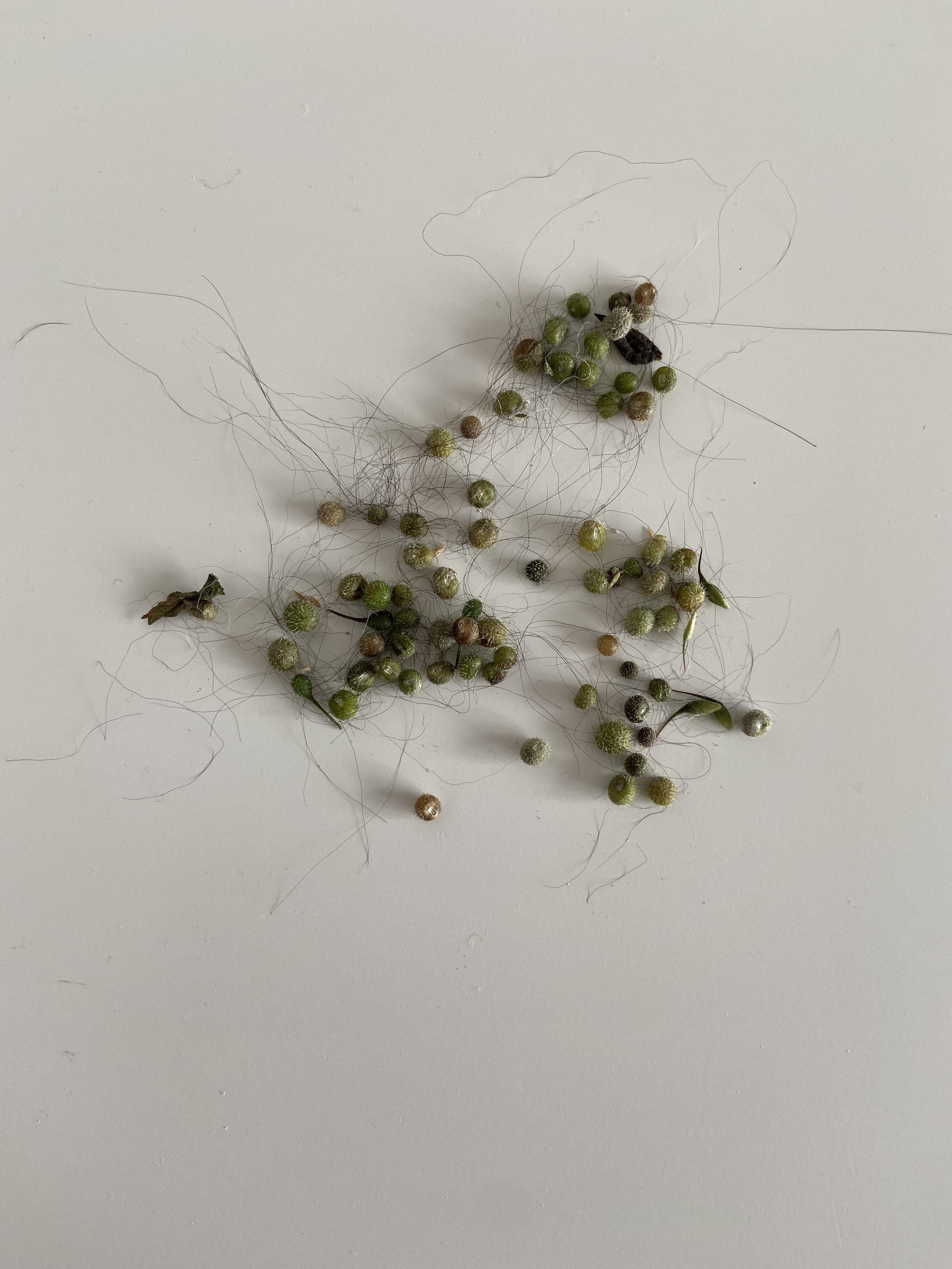 Today’s haul of sticky willies pulled from my cocker spaniel’s ears r