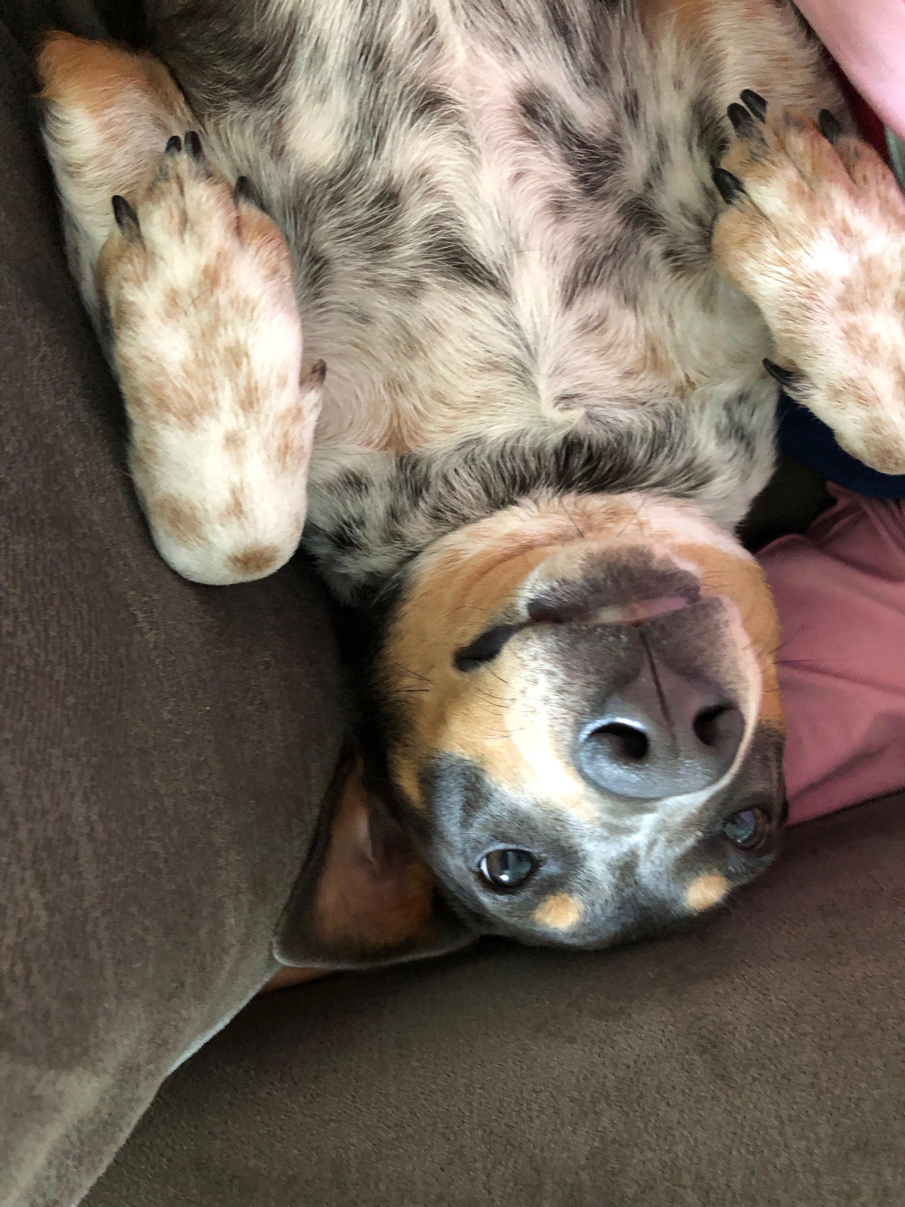 Here we have a rare, upside down bluehuahua (heeler