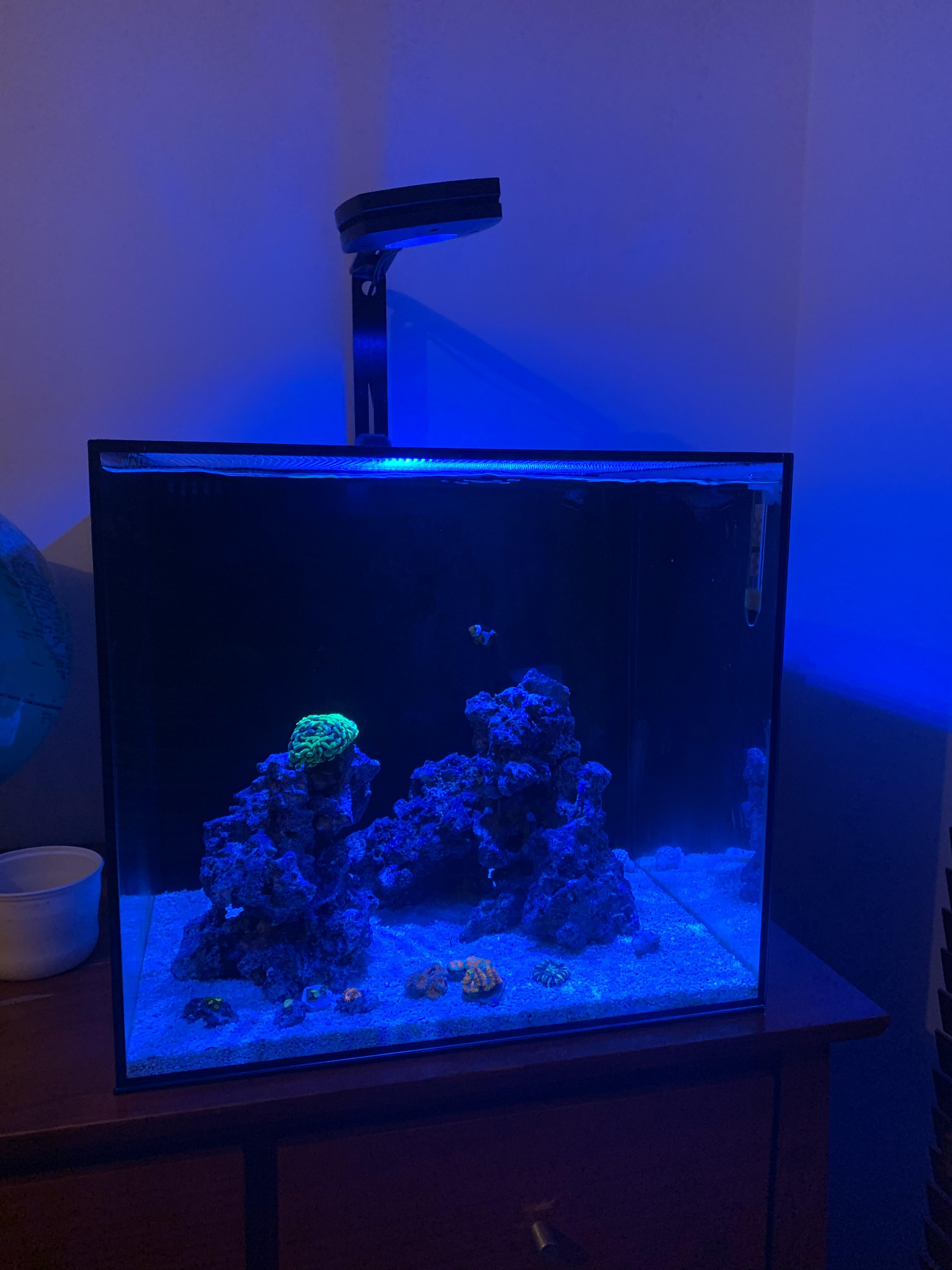 My 2 month old 76L/20 gallon reef tank. LPS and zoas at the moment