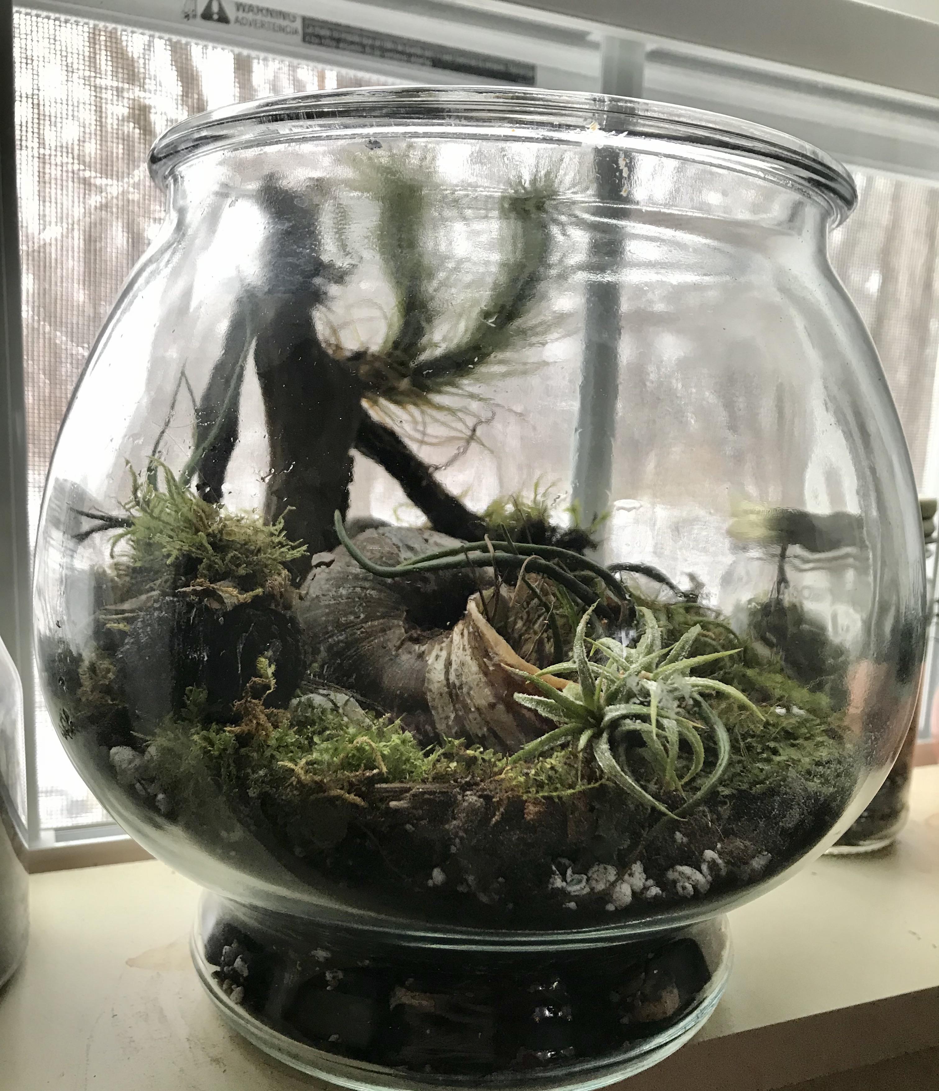 My redo of my airplant terrarium. r/terrariums