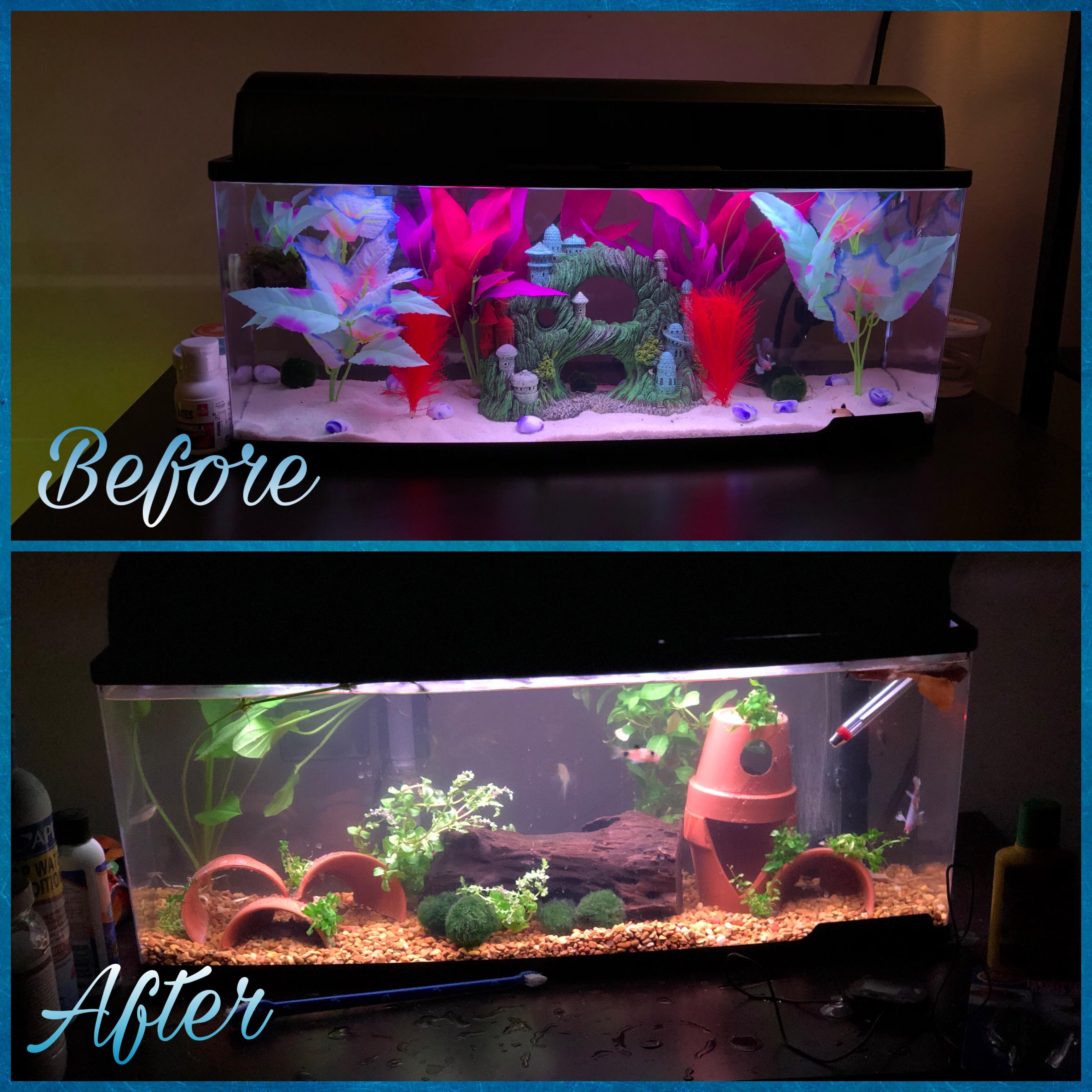 Just started getting into planted tanks! After a long time of only