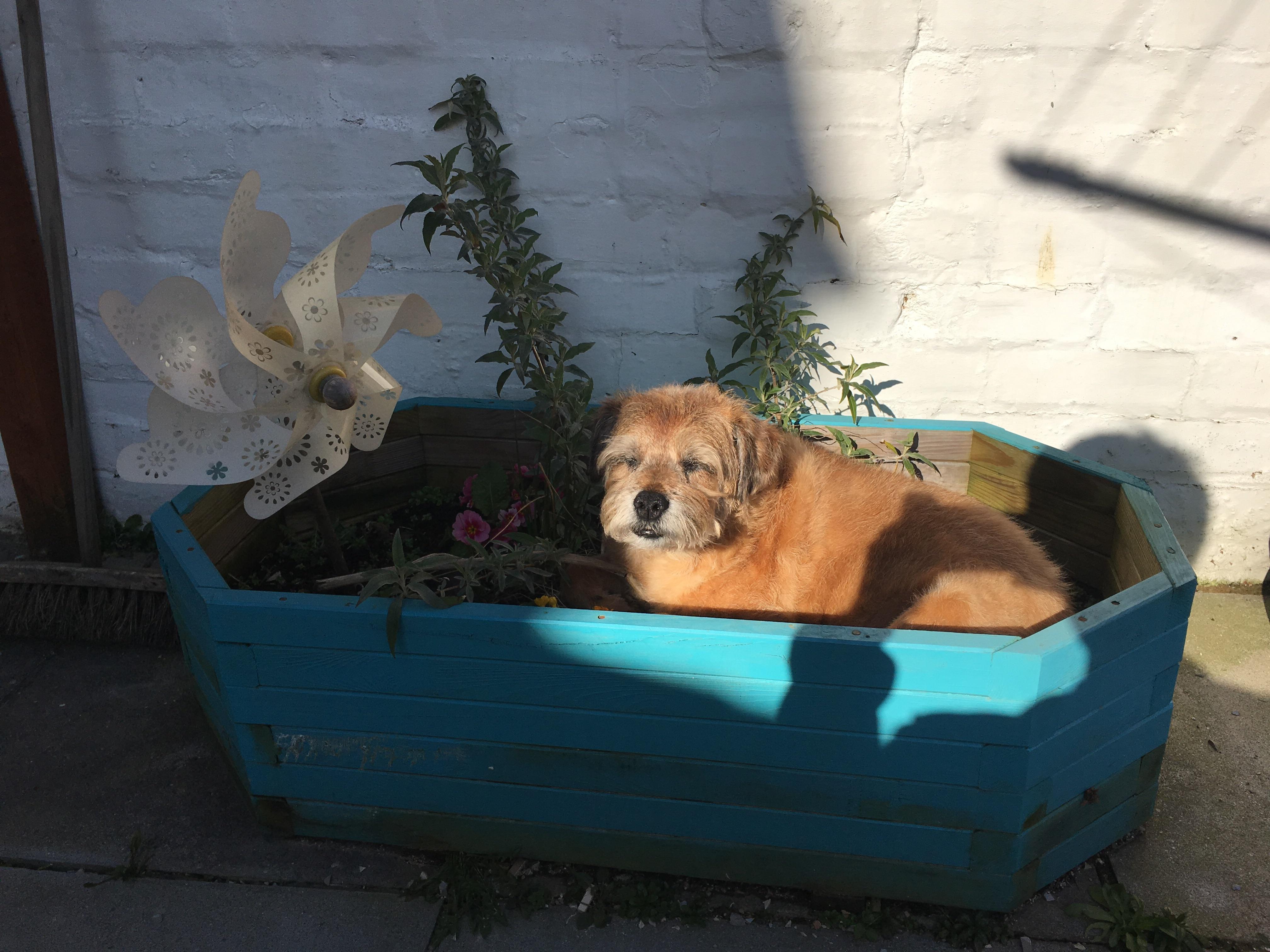 My dog's favourite place to sit, in a plant pot r/aww