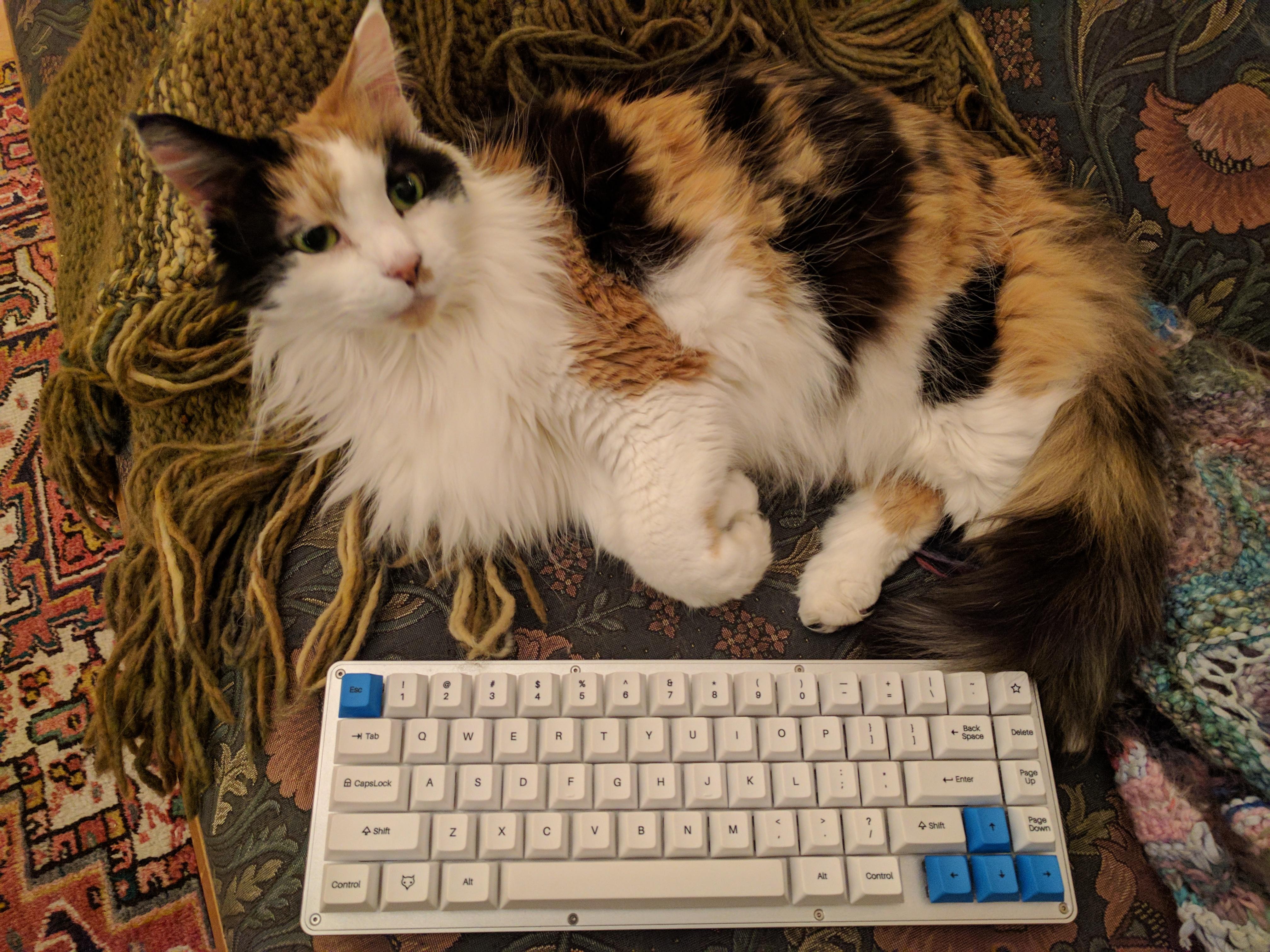 First keyboard build; cat for scale r/MechanicalKeyboards