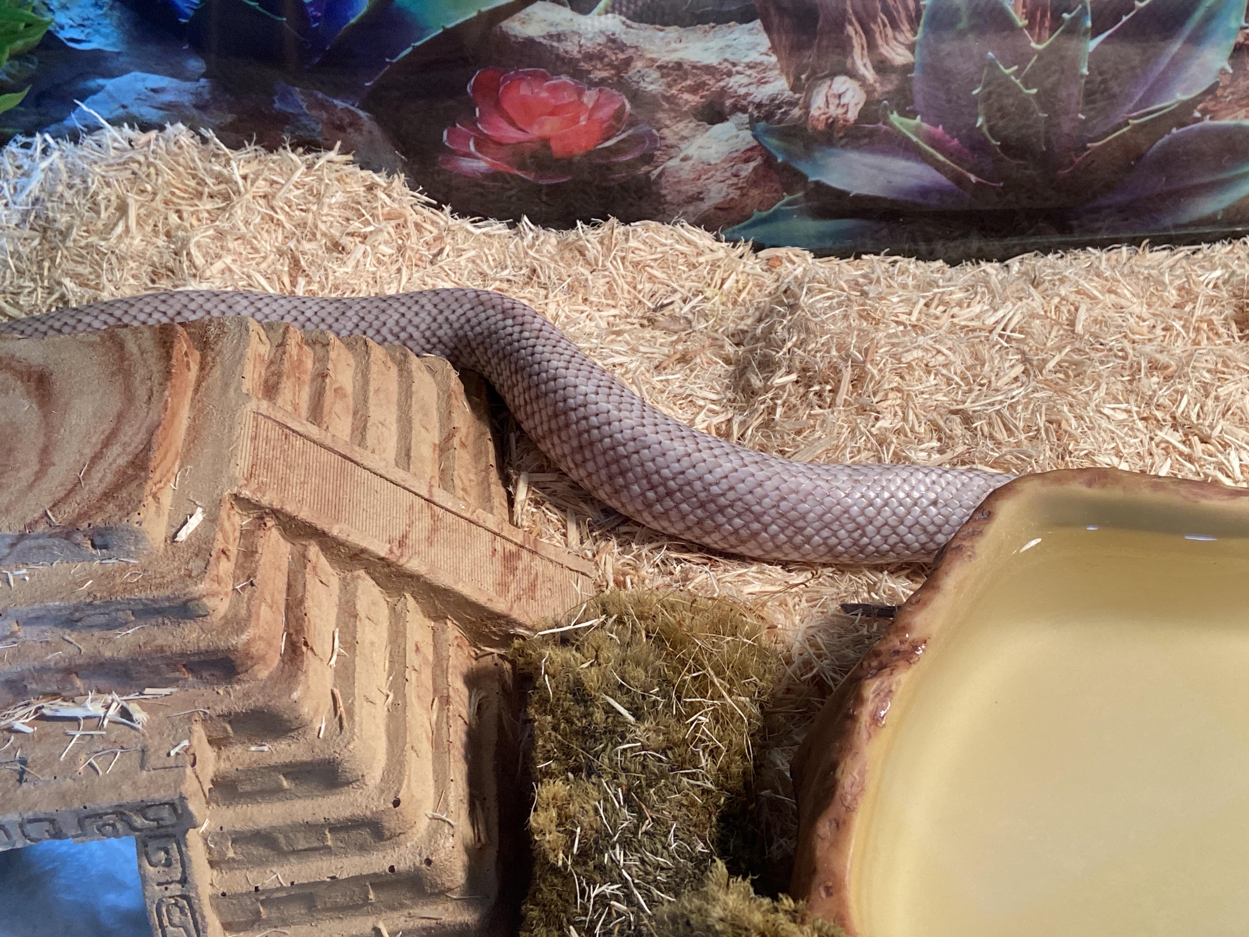 Did I over feed my Florida kingsnake and what should I do? Gave him a