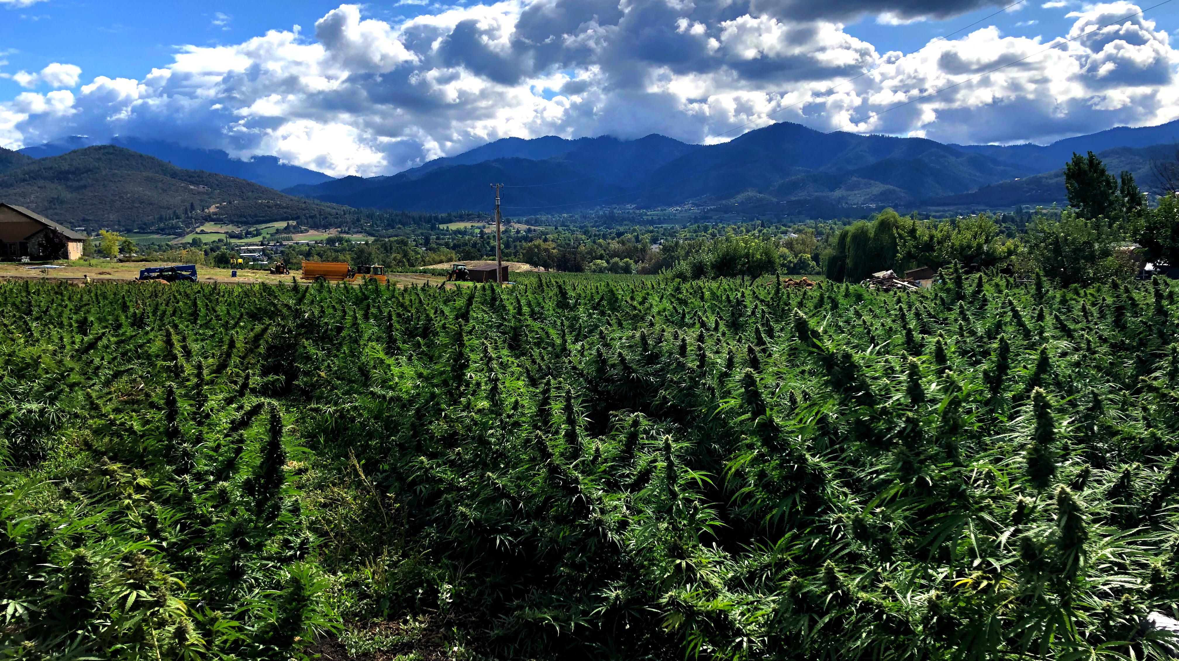 The Rogue Valley r/hempflowers