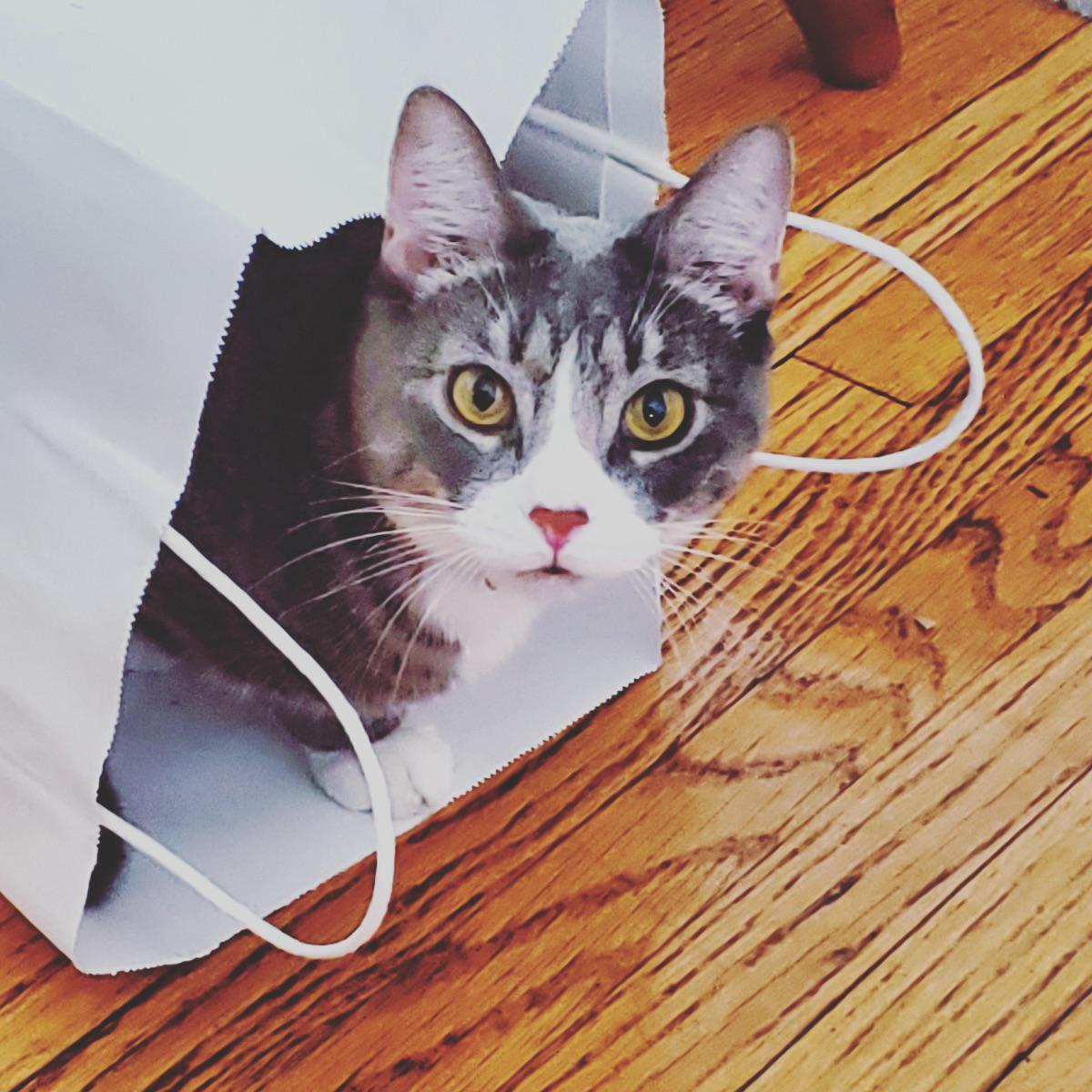 overview for KonekoKatana