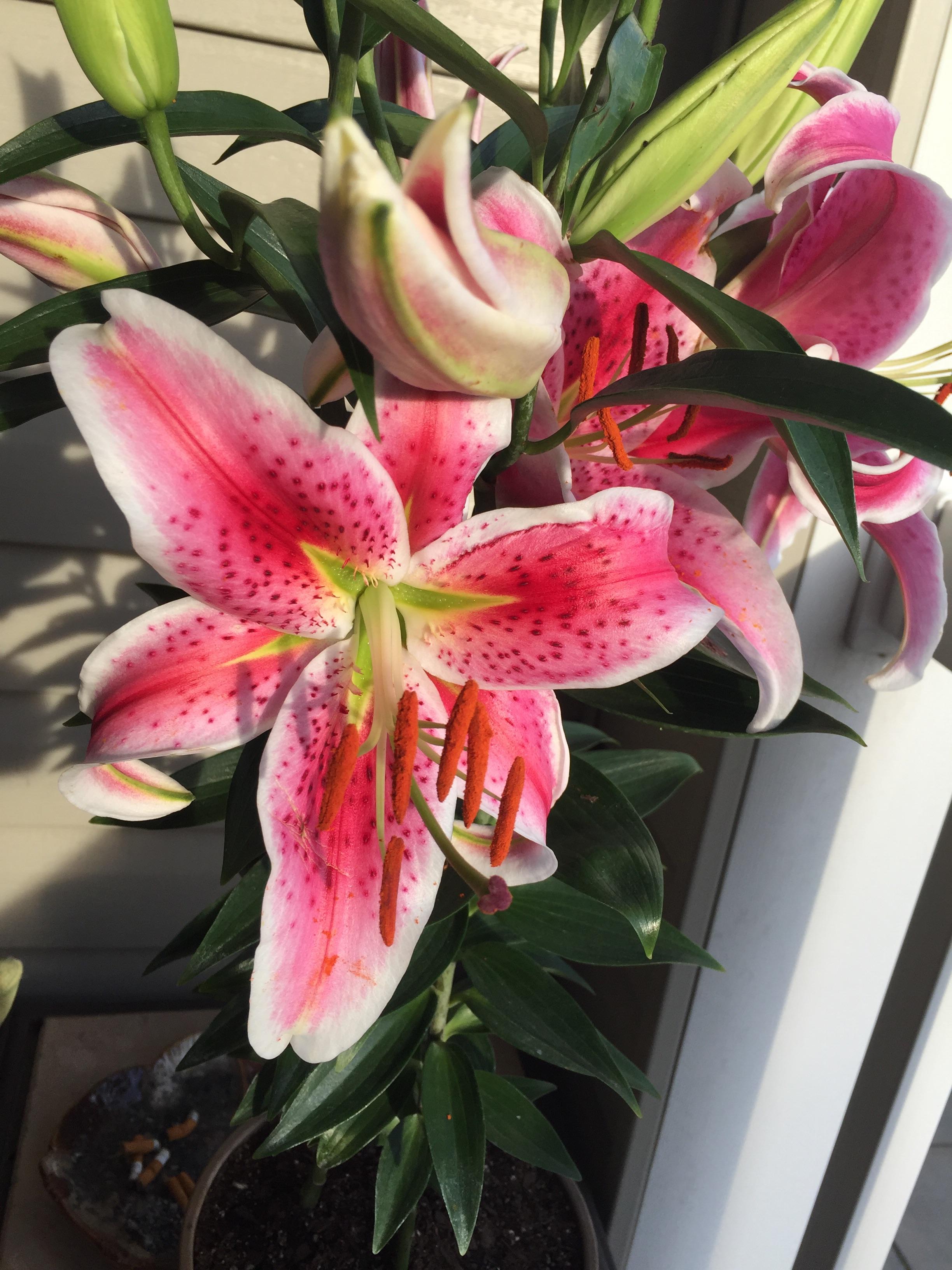 Husband bought me Stargazer Lillies! They smell amazing!! r/gardening
