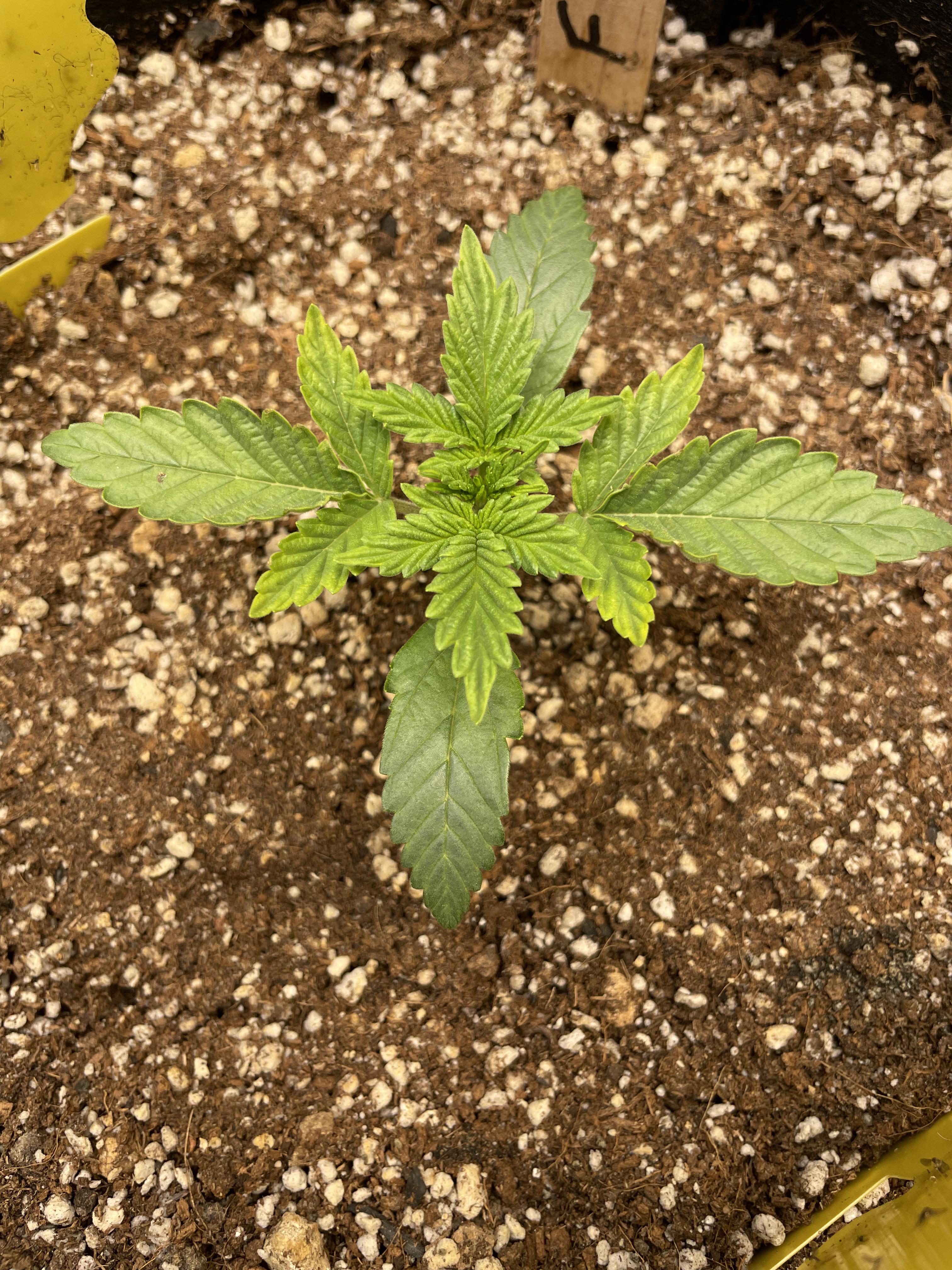 12 day old Fog Dog auto by Atlas Seeds. Grown in GreenGro Pride Lands