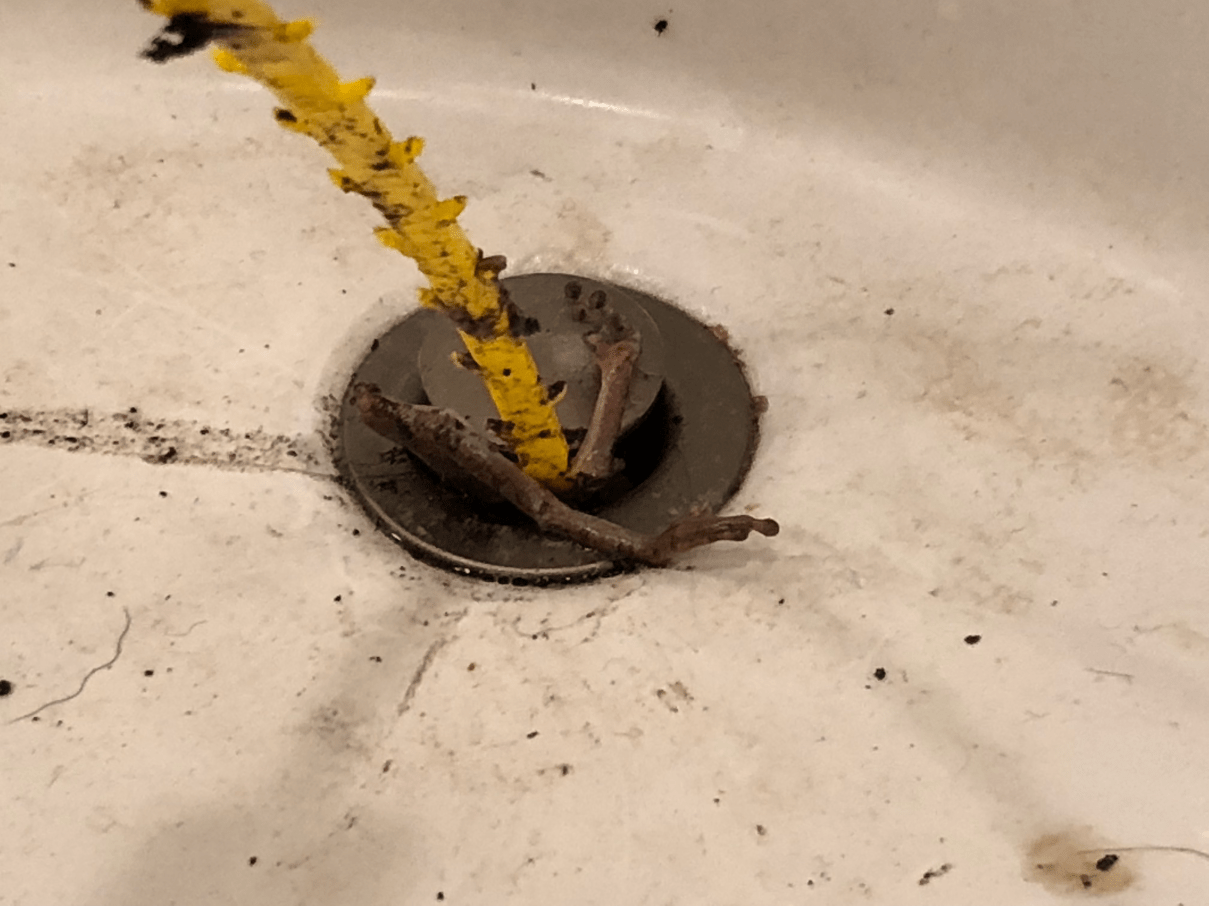 Pulled this out of my bathroom sink just now... r/WTF