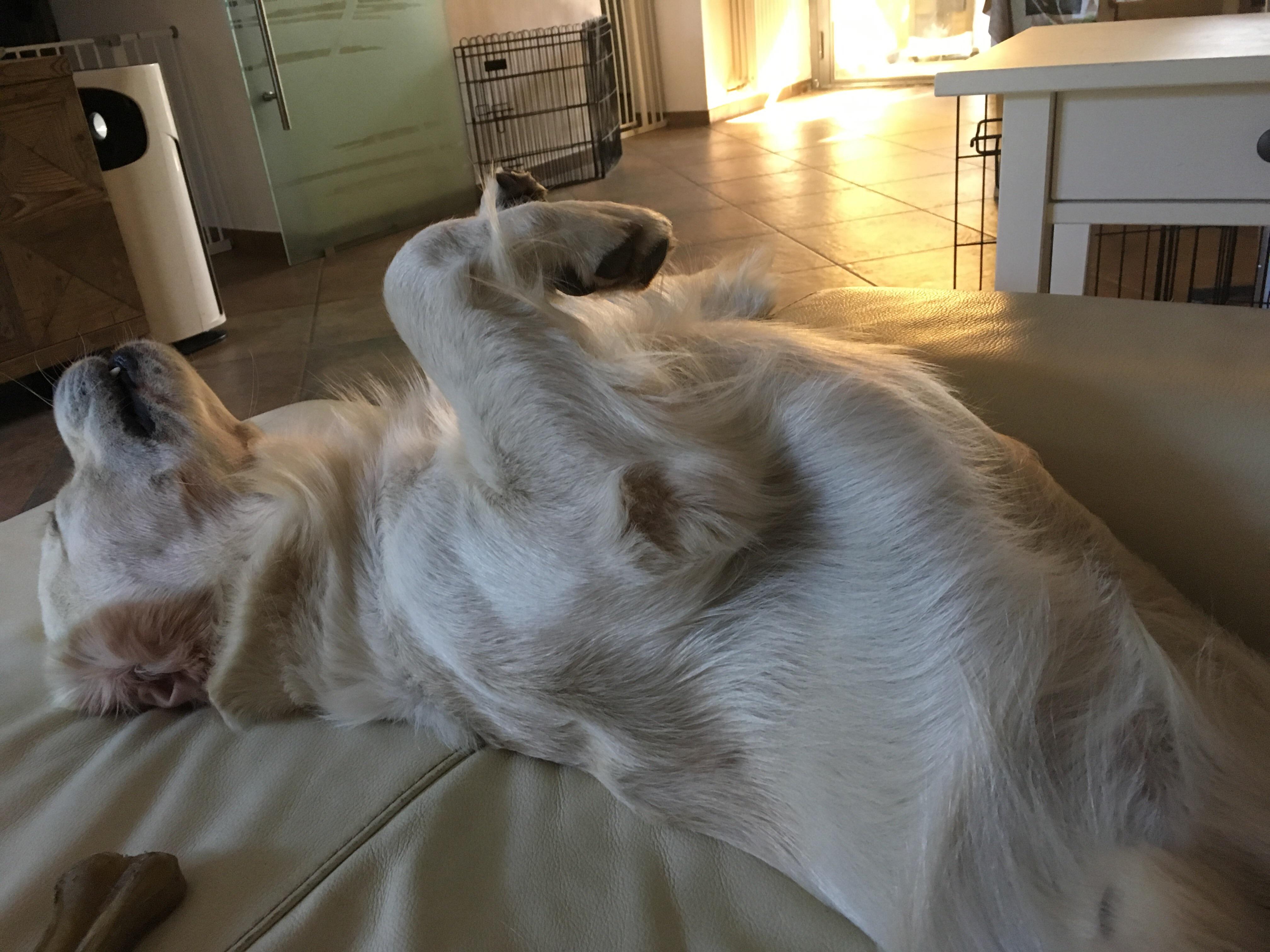 and now scratch my belly! r/goldenretrievers