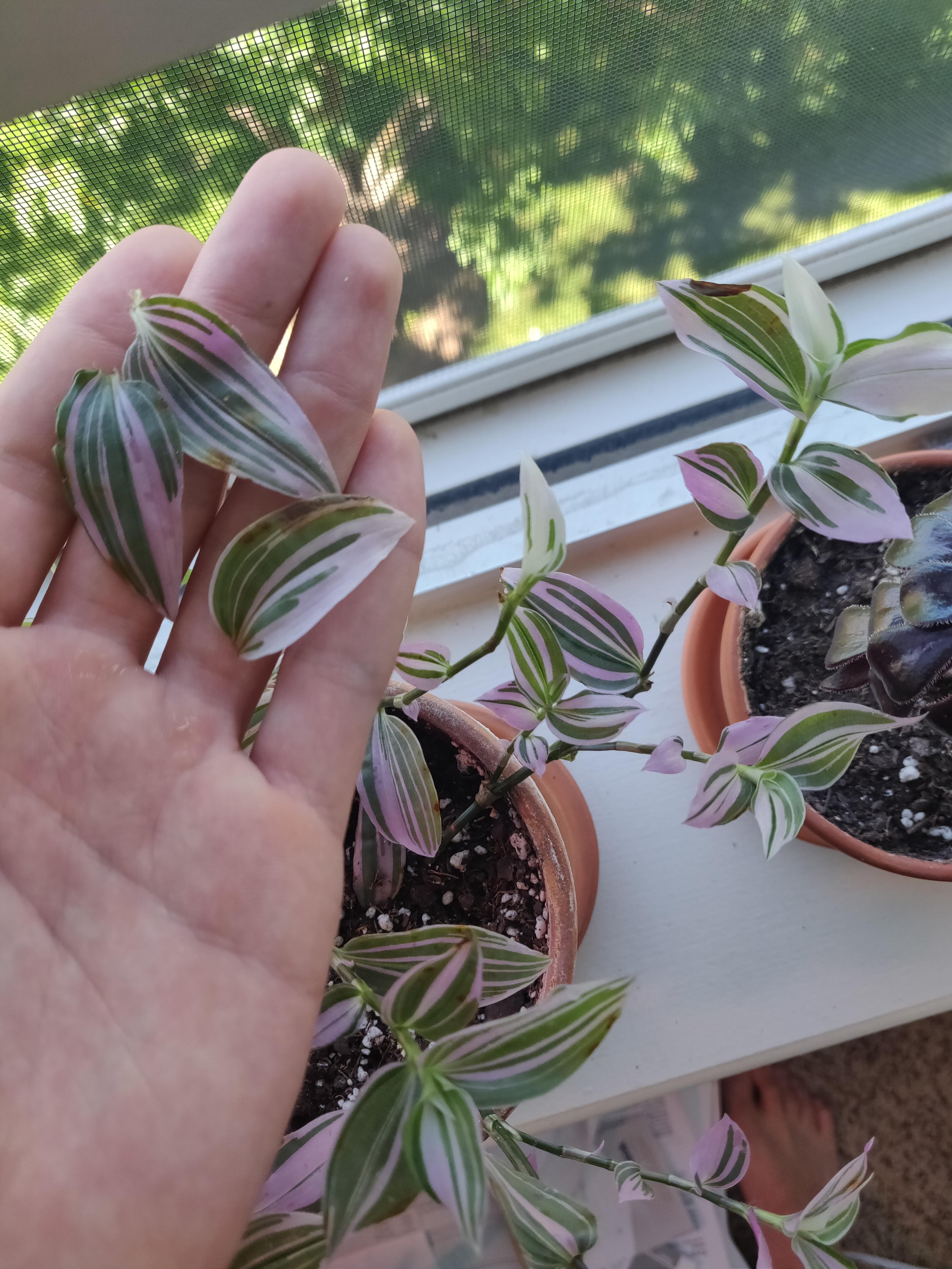Why does my wandering jew have these weird brown spots? r/houseplants