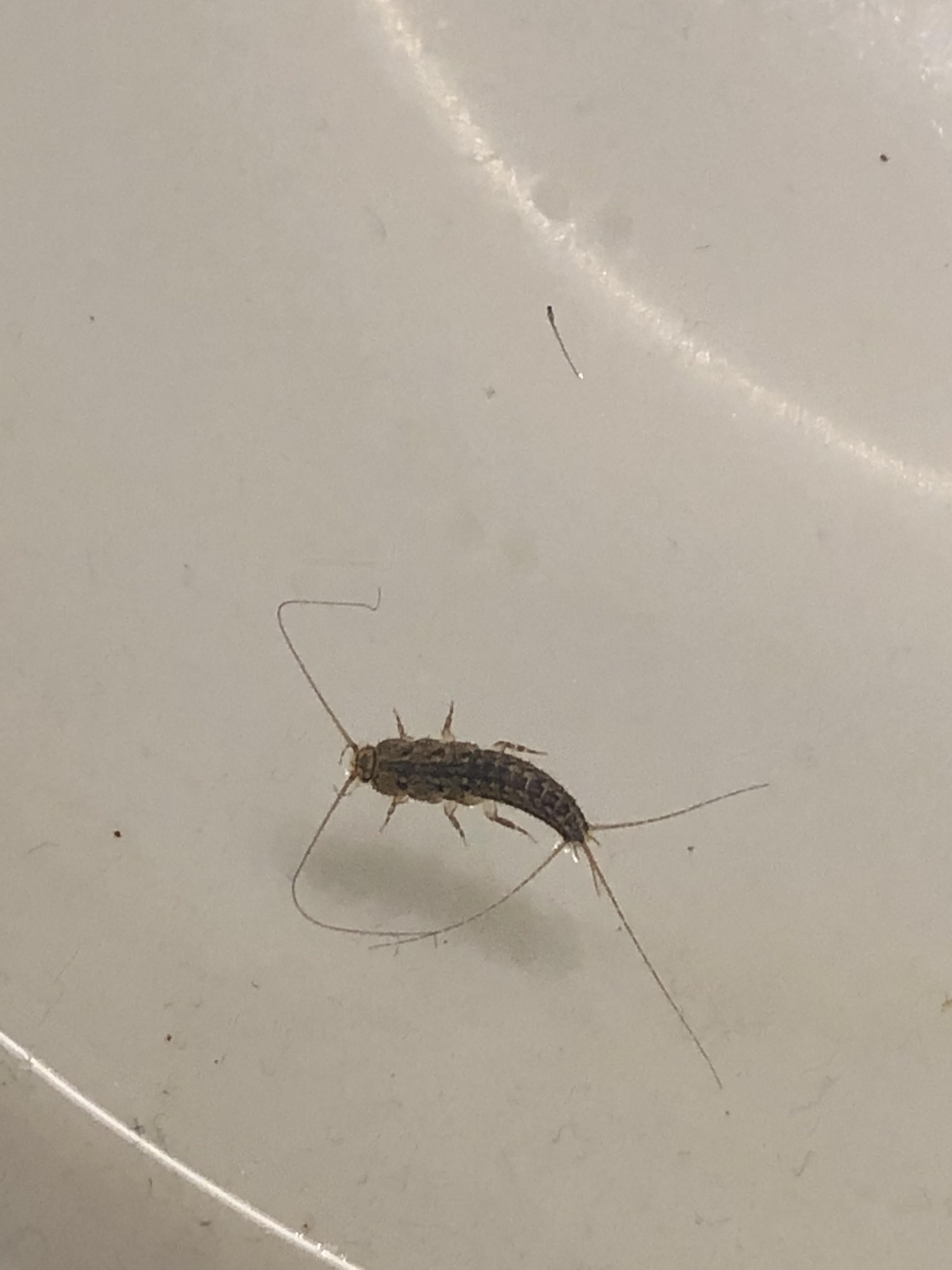 Found floating in dog water bowl apparently still alive. Wriggled and