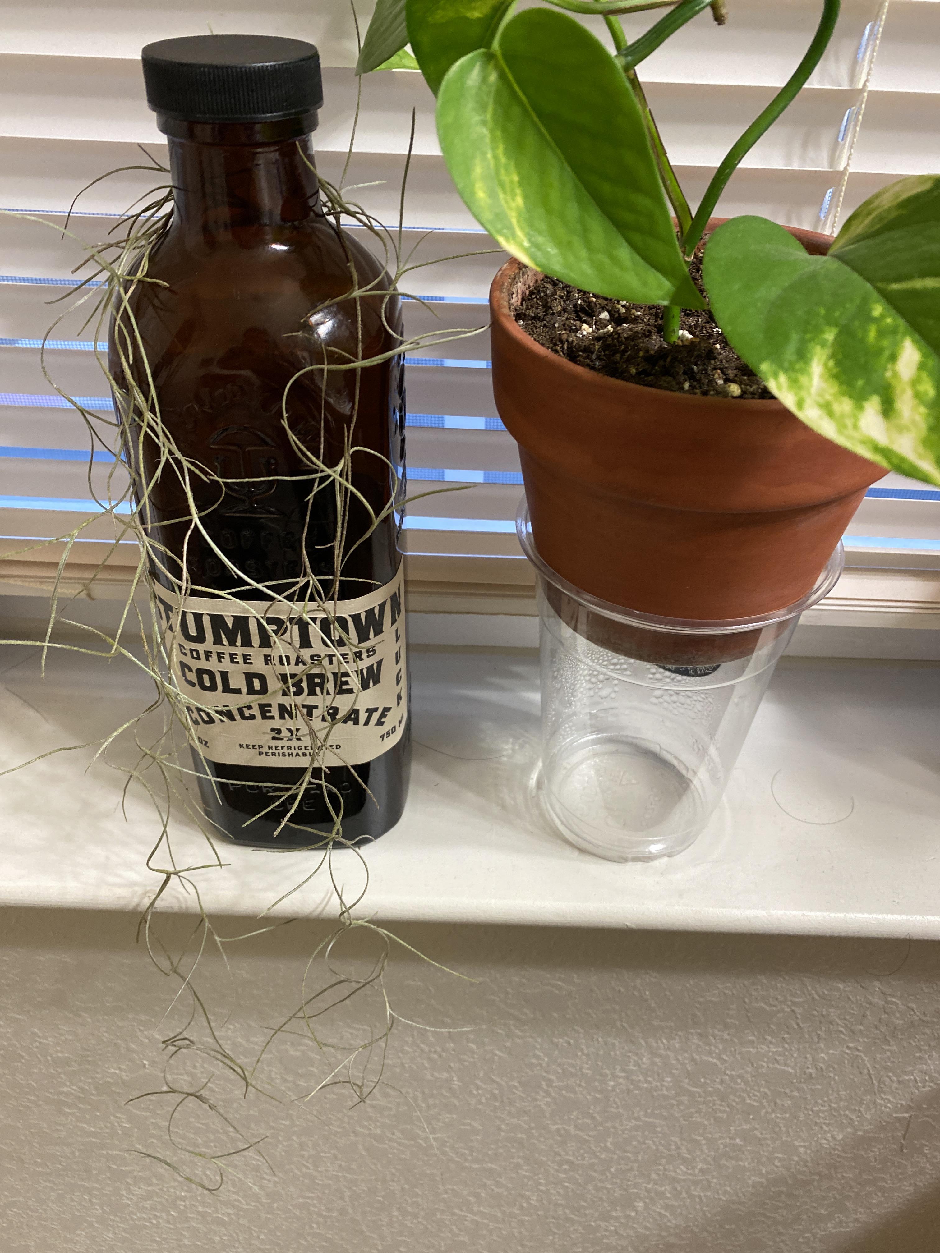 Spanish moss decoration ideas? Found some Spanish moss outside and I’m