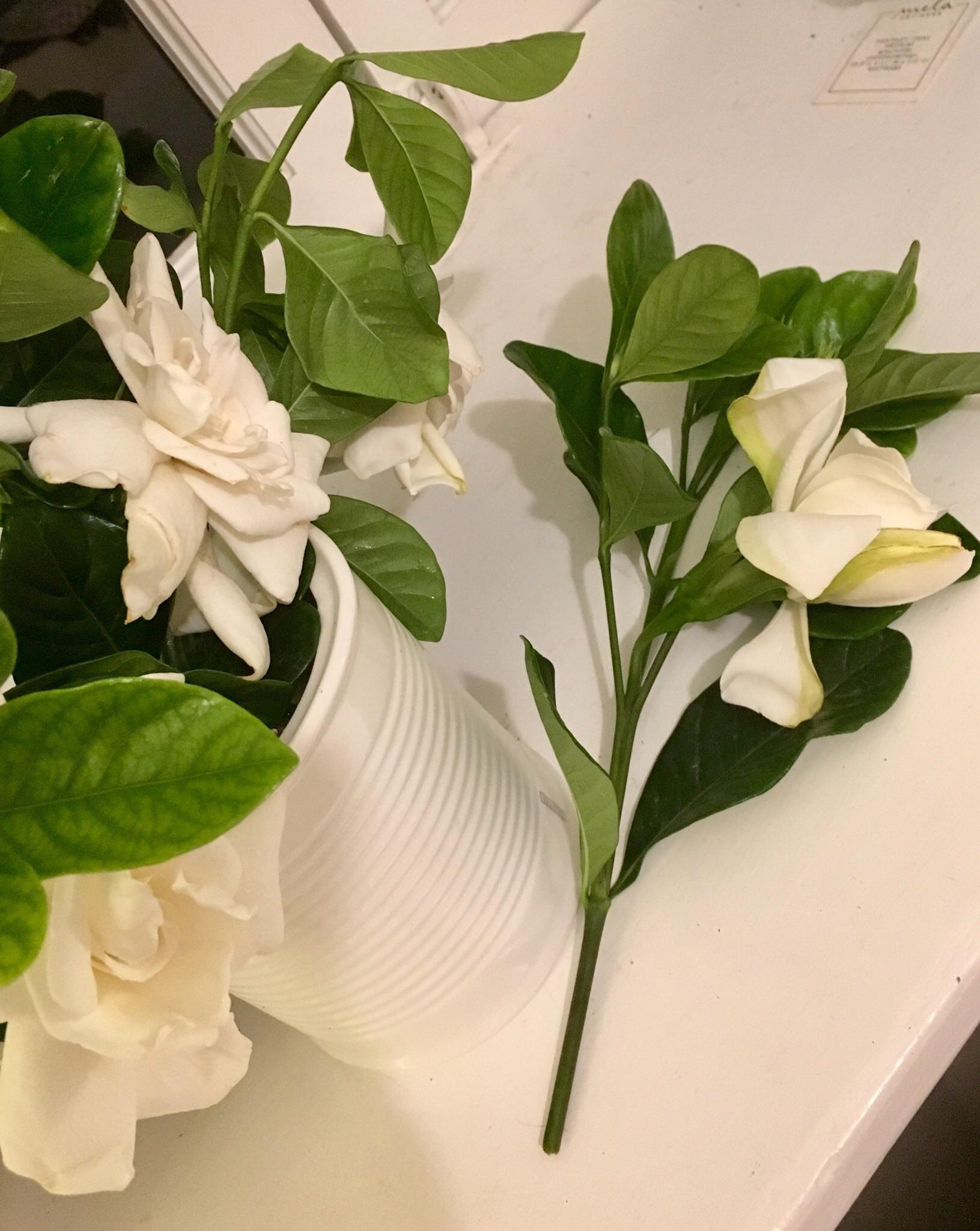 Can I propagate gardenias from a bouquet? r/gardening