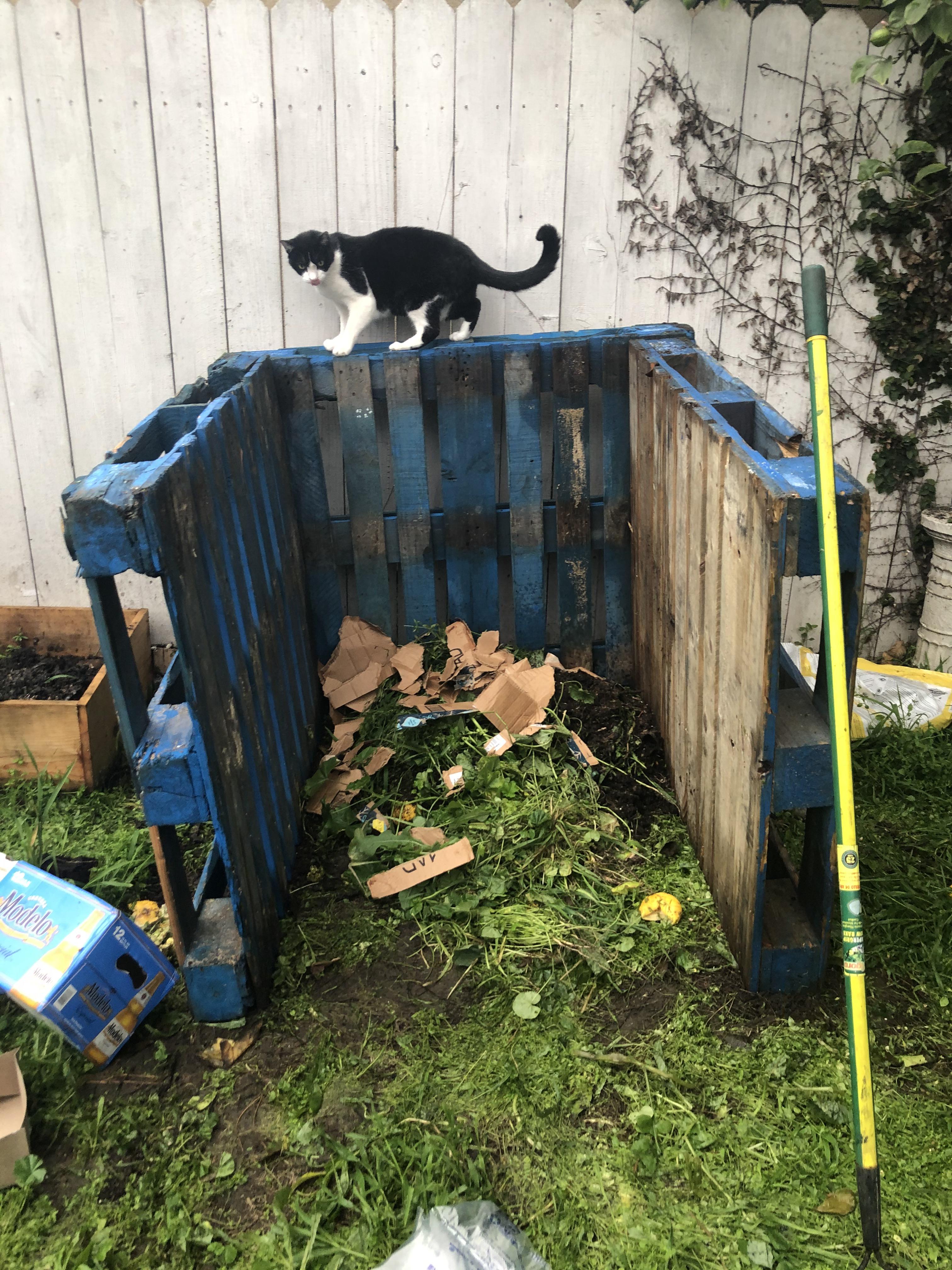 My cat’s compost pile, had a small pile, making it a big pile today r