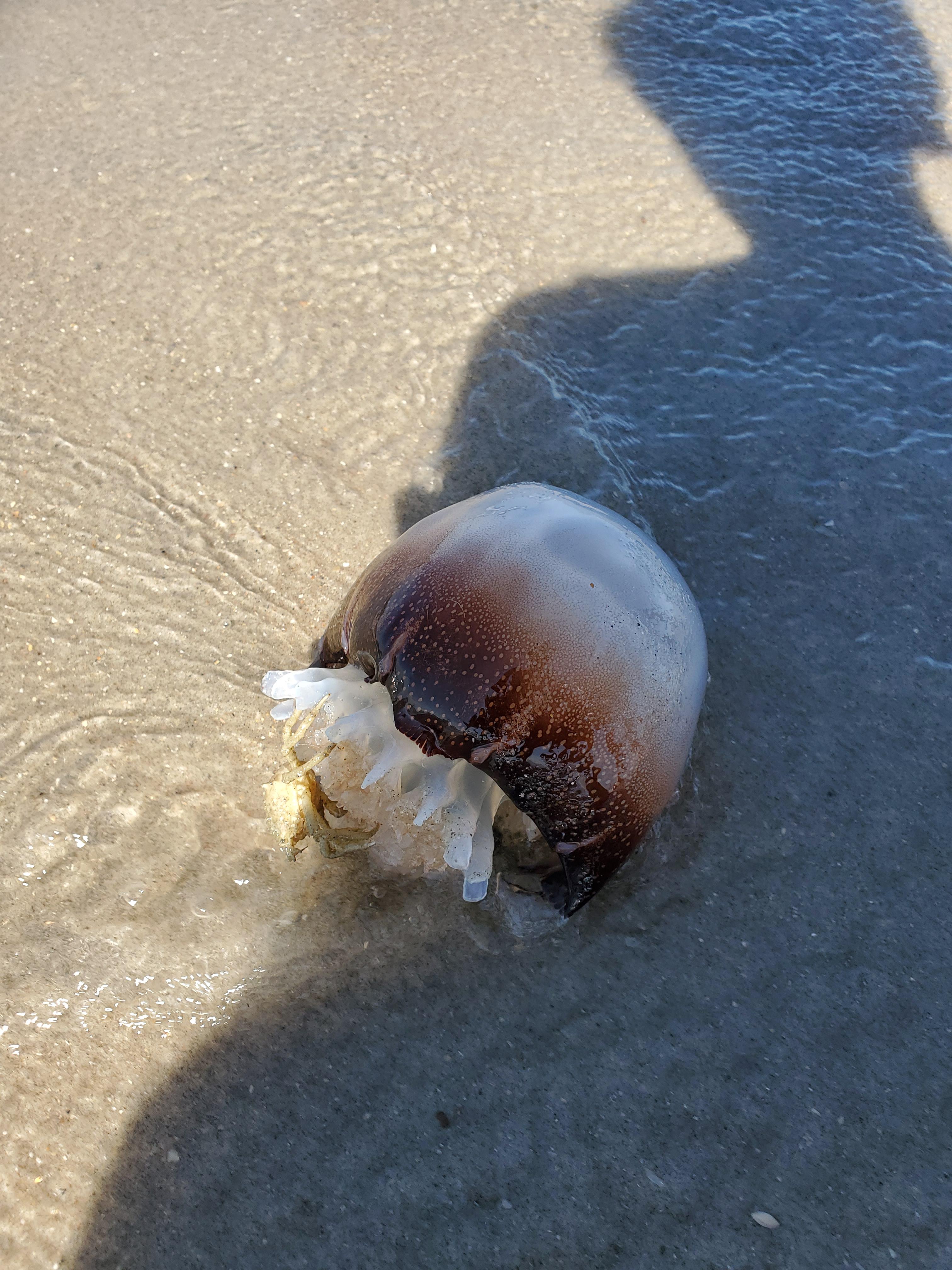 Crab jellyfish? Nc r/whatisthisthing