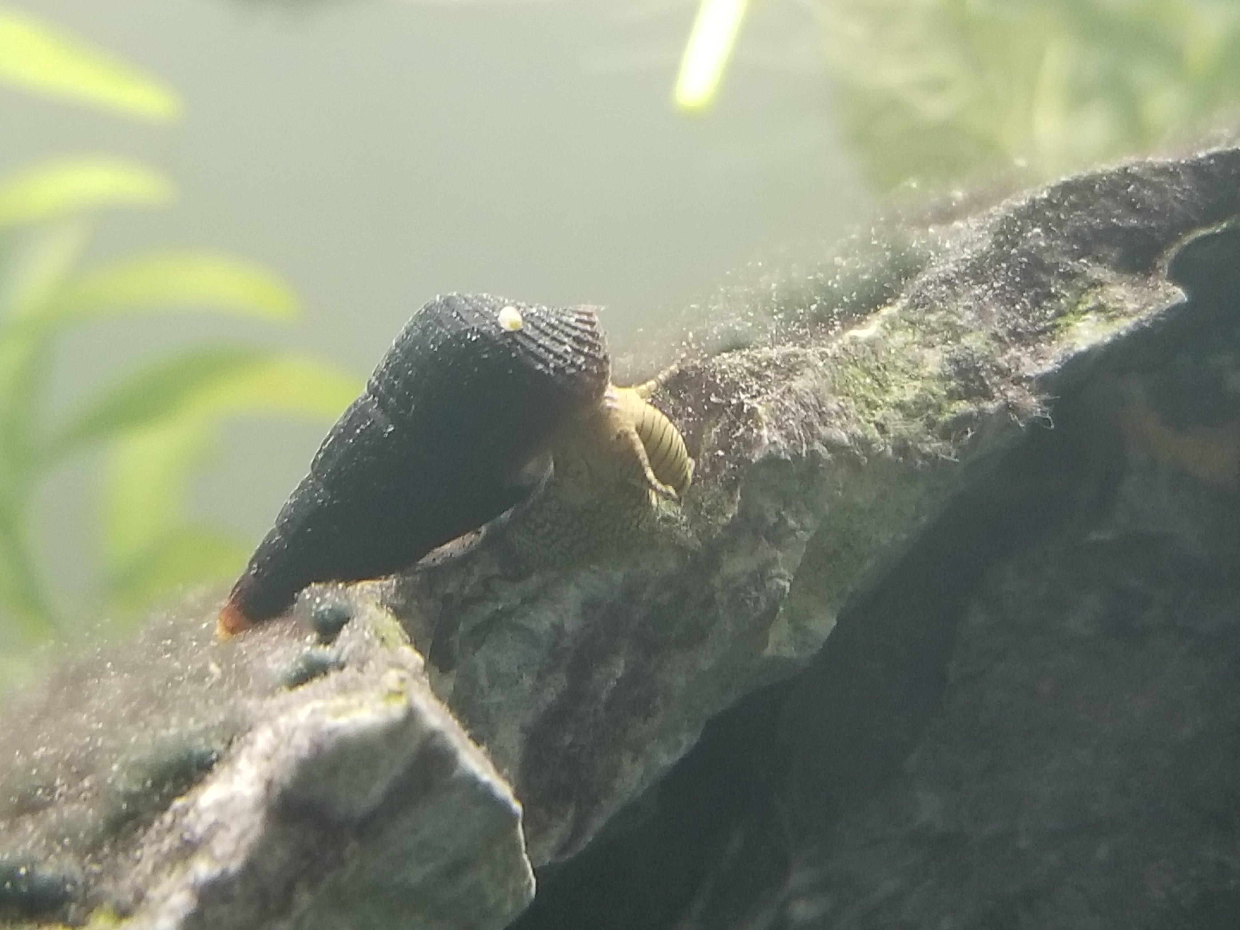 My Baby Rabbit Snail r/snails