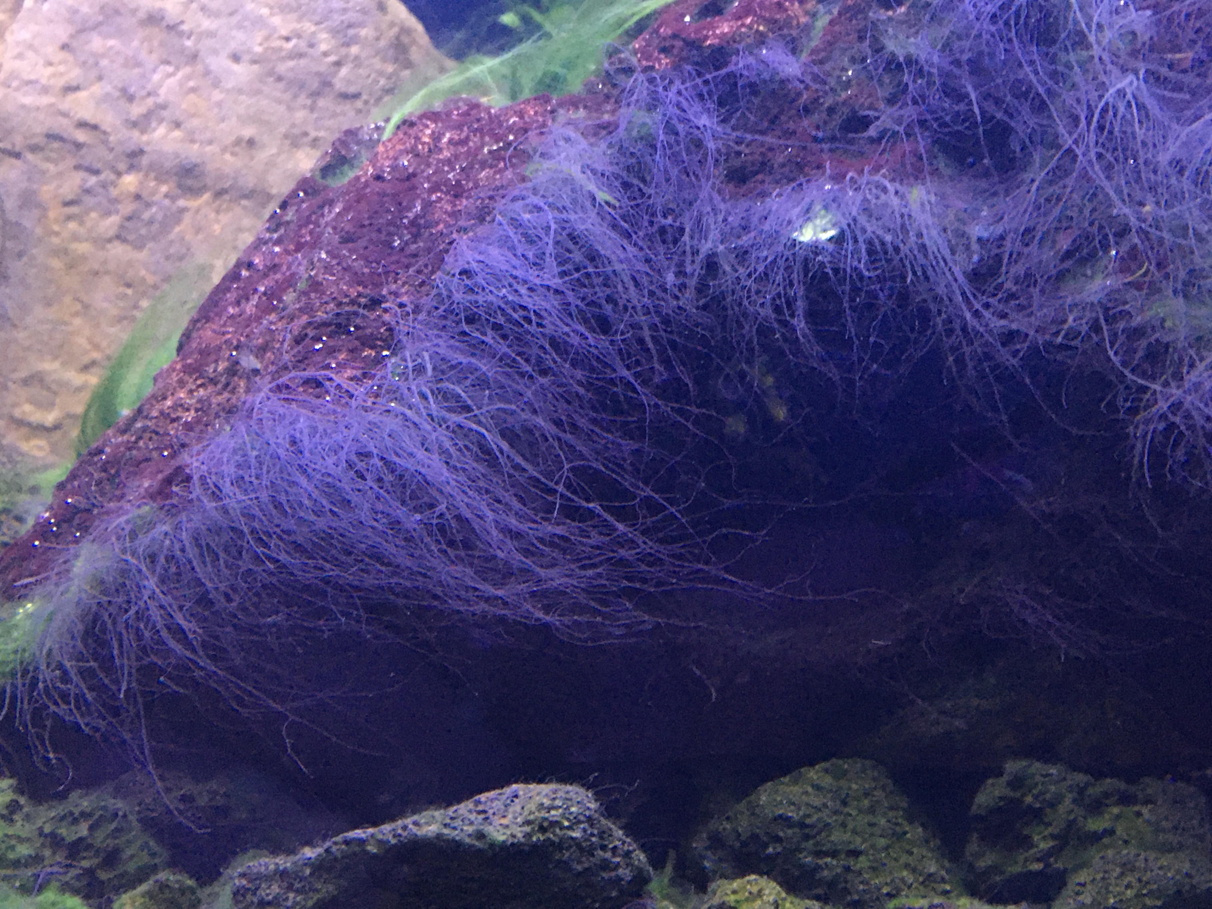 Black hair algae? It’s spreading! r/aquarium