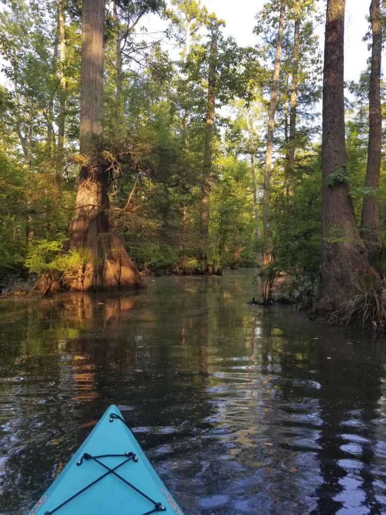 My favorite picture I've taken of the natural state. Grassy Lake Water Trail. r/Arkansas