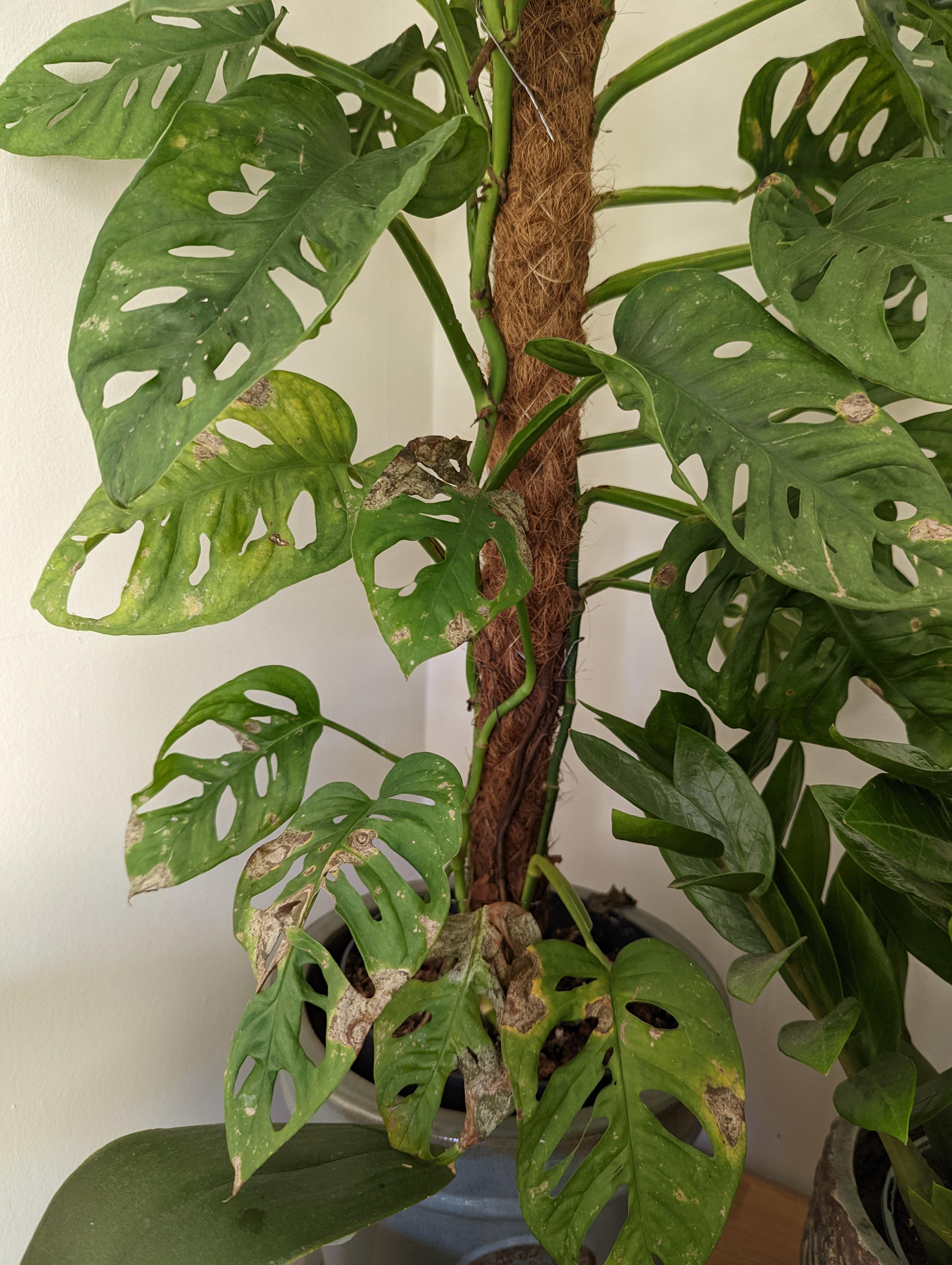 can someone please help me diagnose why my plant has starting to die? r/houseplants