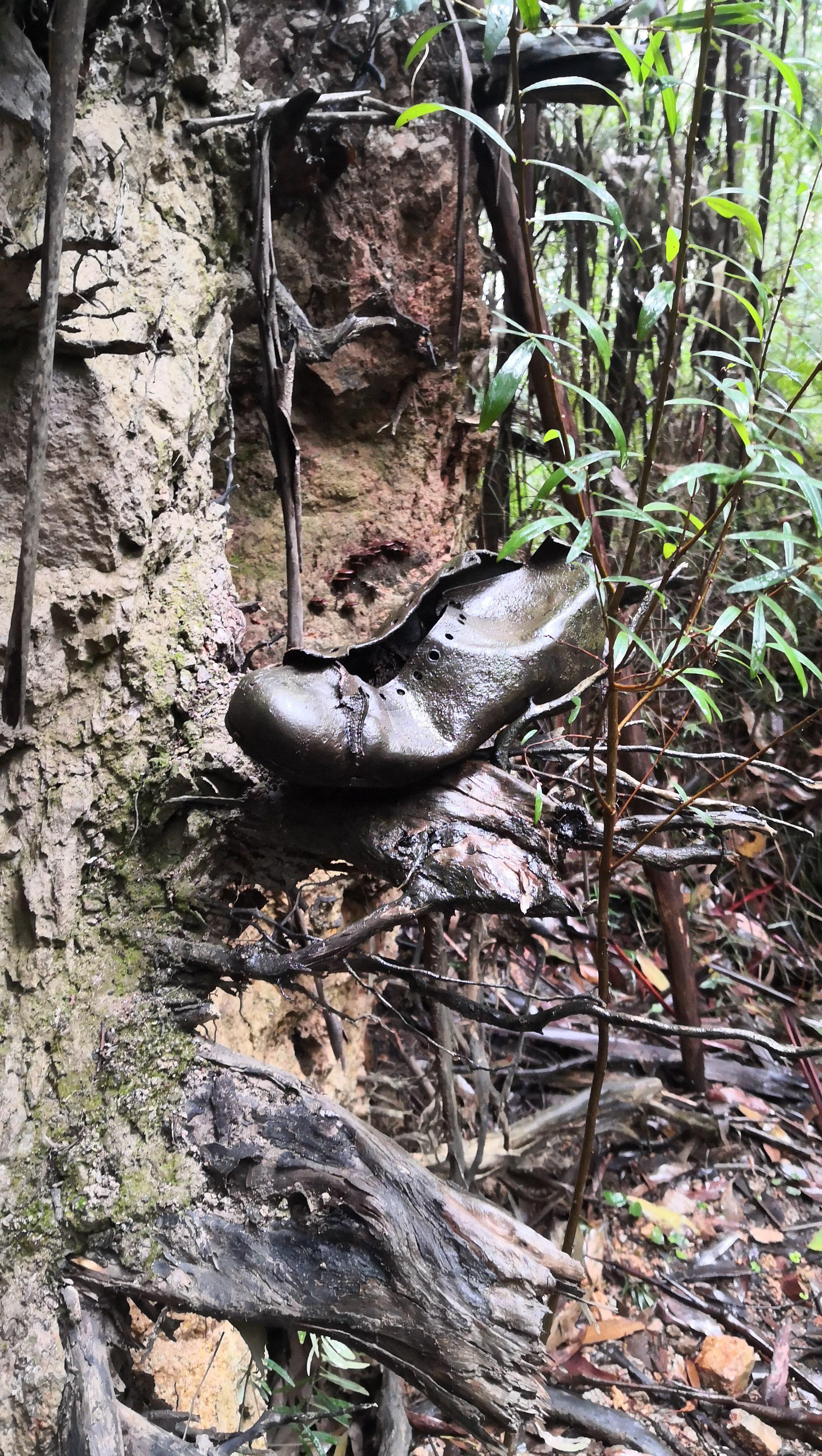 Anybody missing a shoe? Found on Mount Juliet r/melbourne