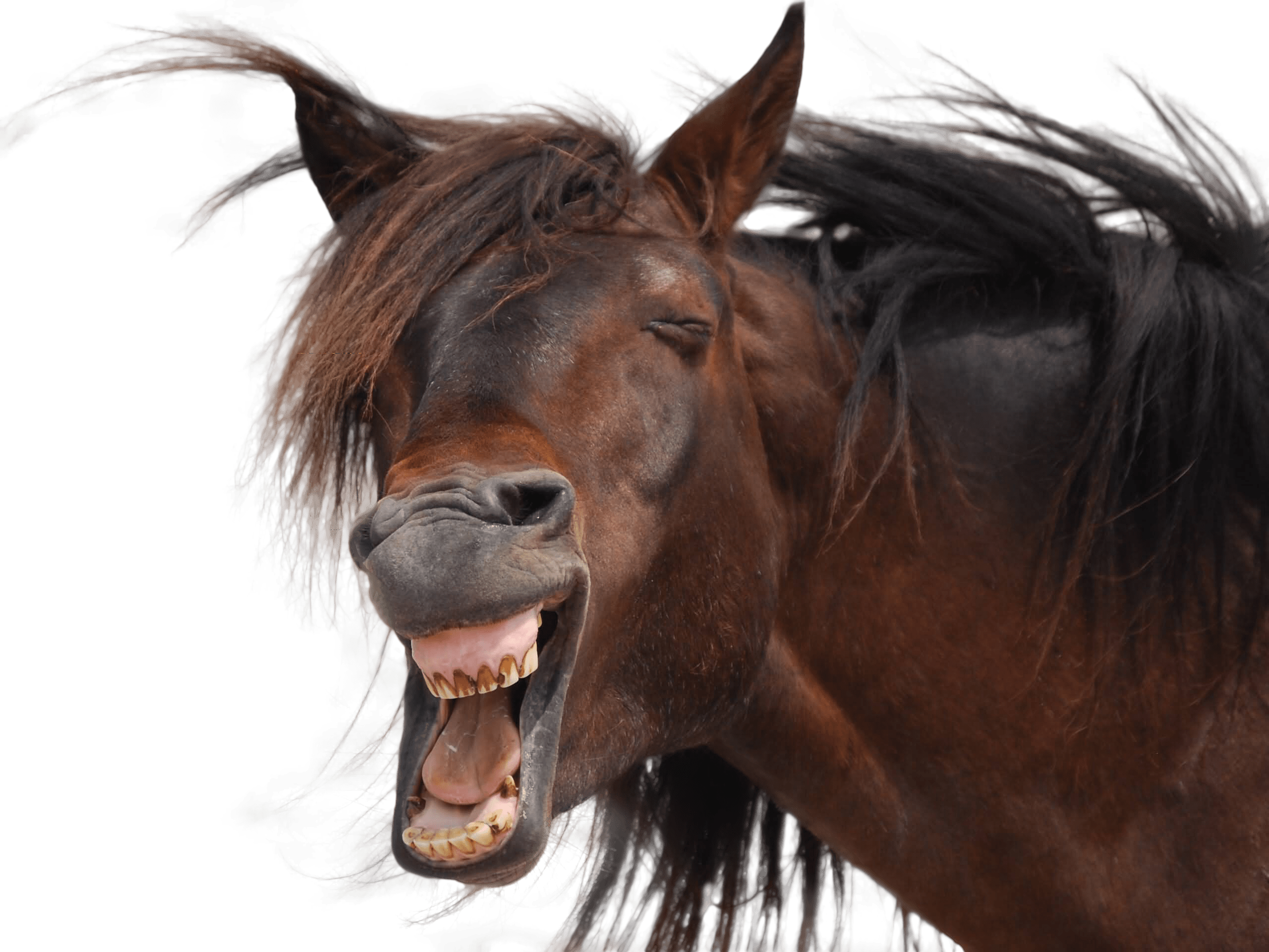 Horse Laughing