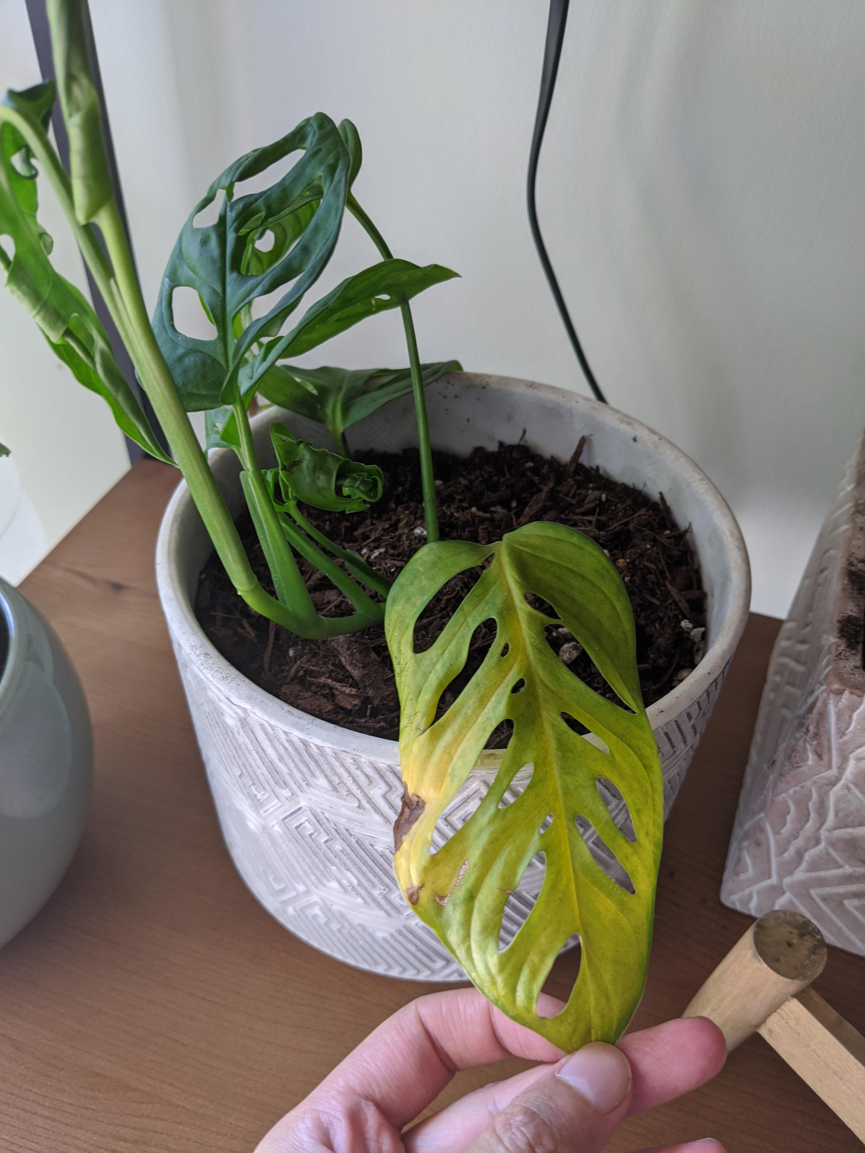 Monstera Adansonii is turning yellow ☹️ the new growth looks OK but another leaf has a big brown