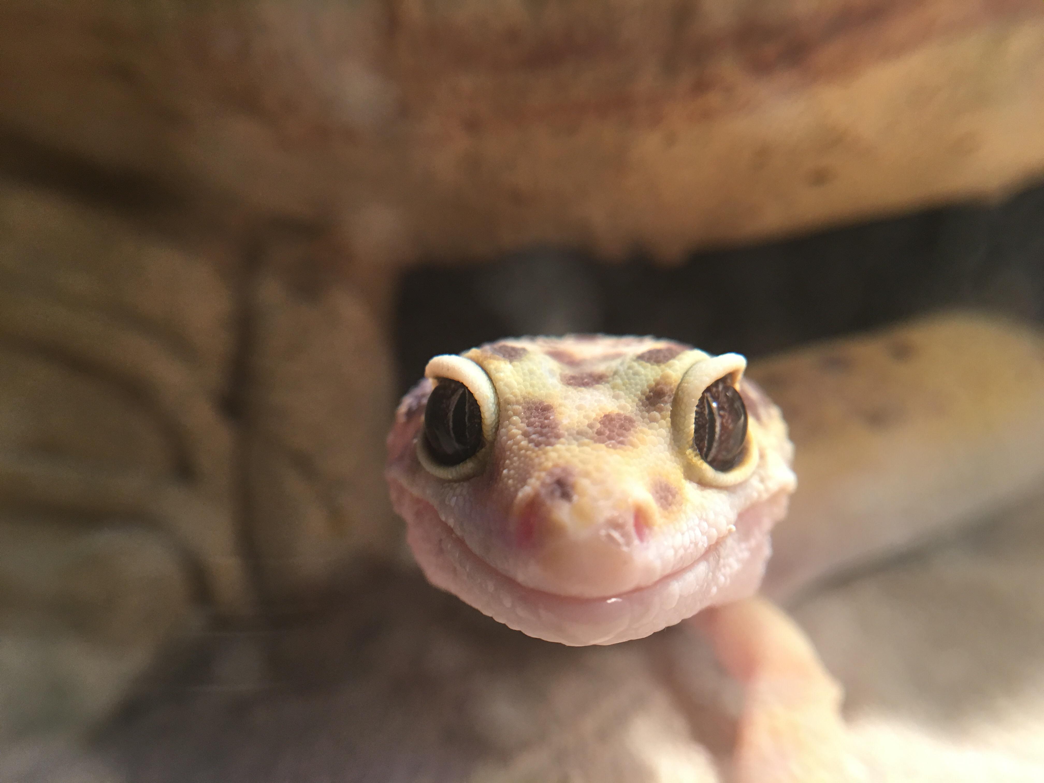 Say hi to Lizzy my 12 year old Leopard Gecko! leopardgeckos