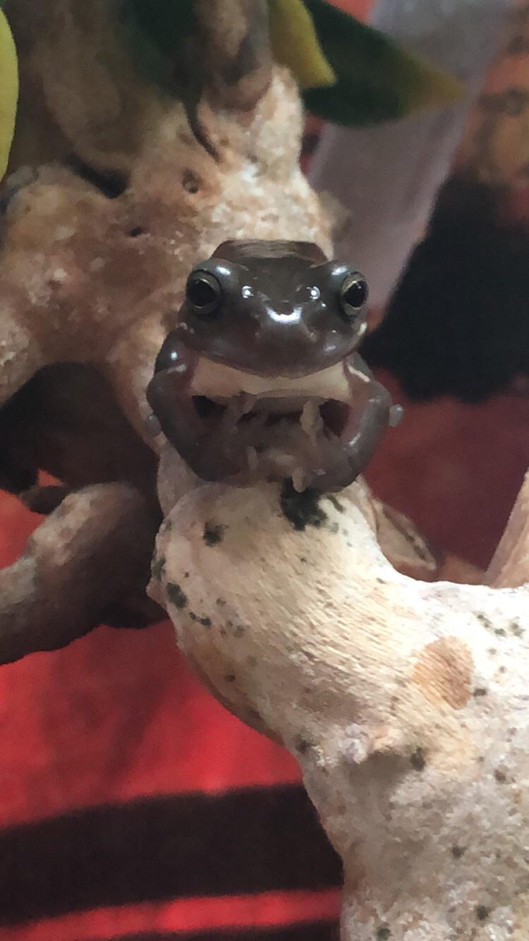Why is my frog throwing up gang signs? r/frogs
