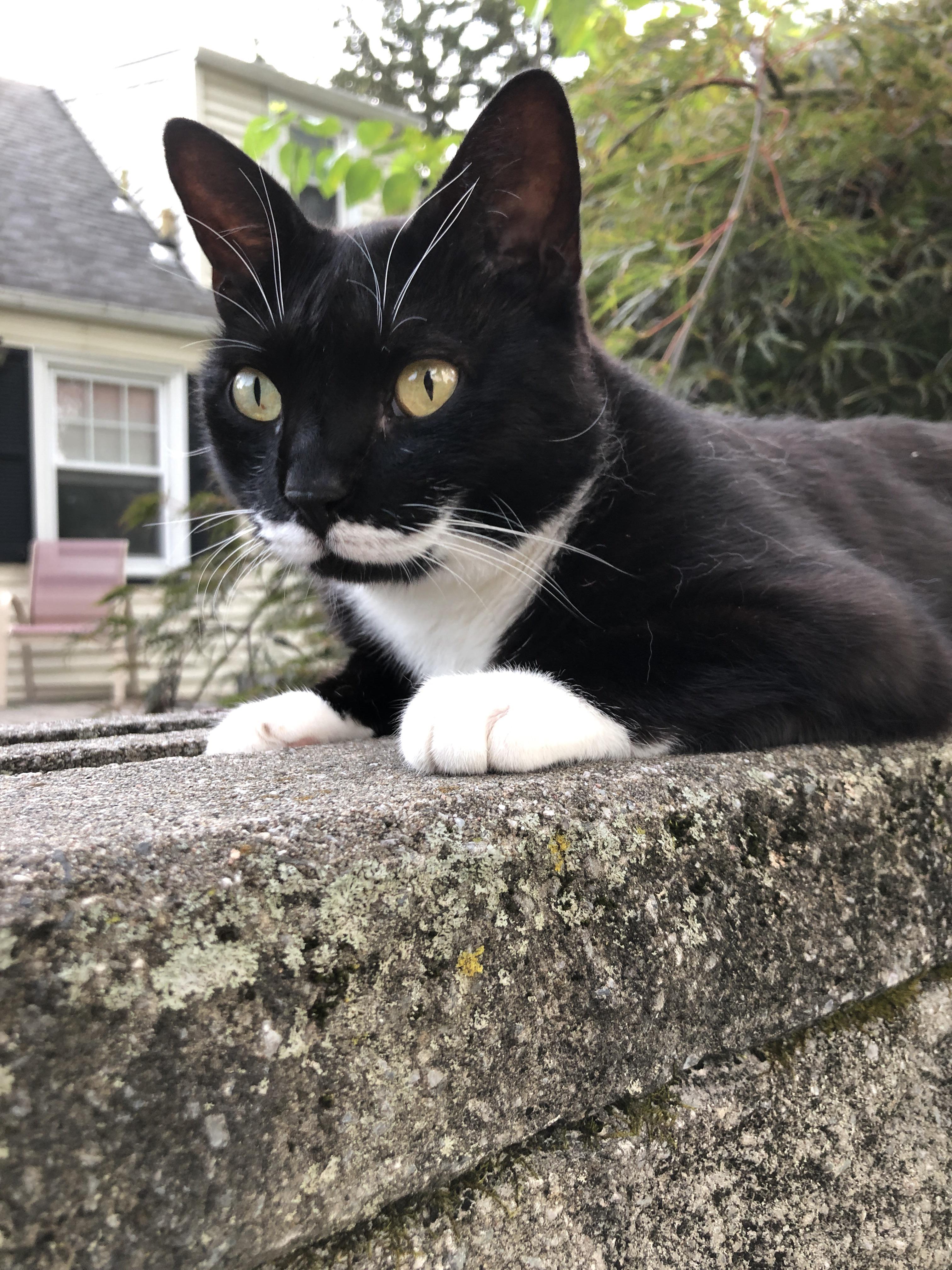 My cat just laying around outside! r/cats