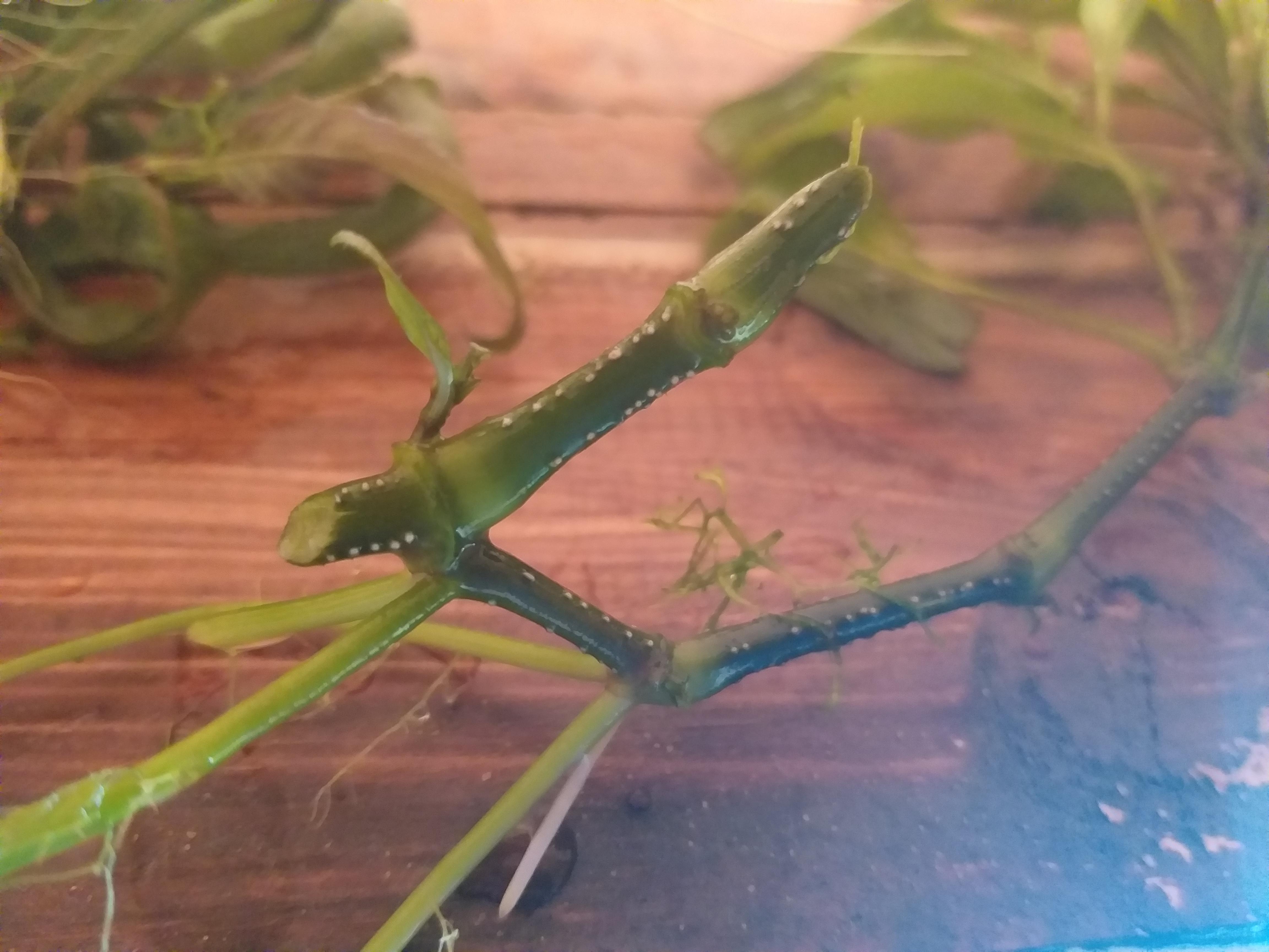 White spots on plant stem r/PlantedTank