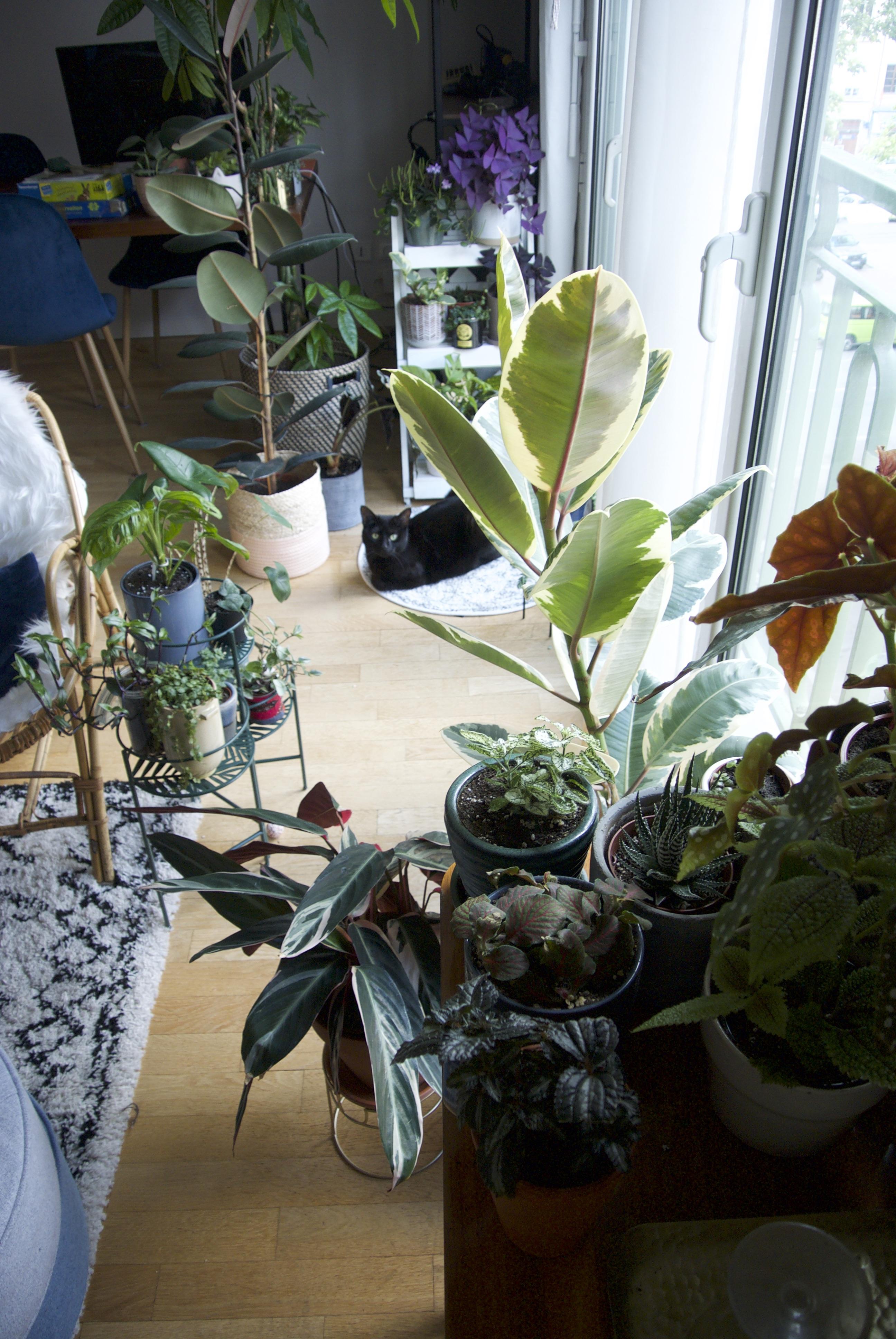 My indoor garden