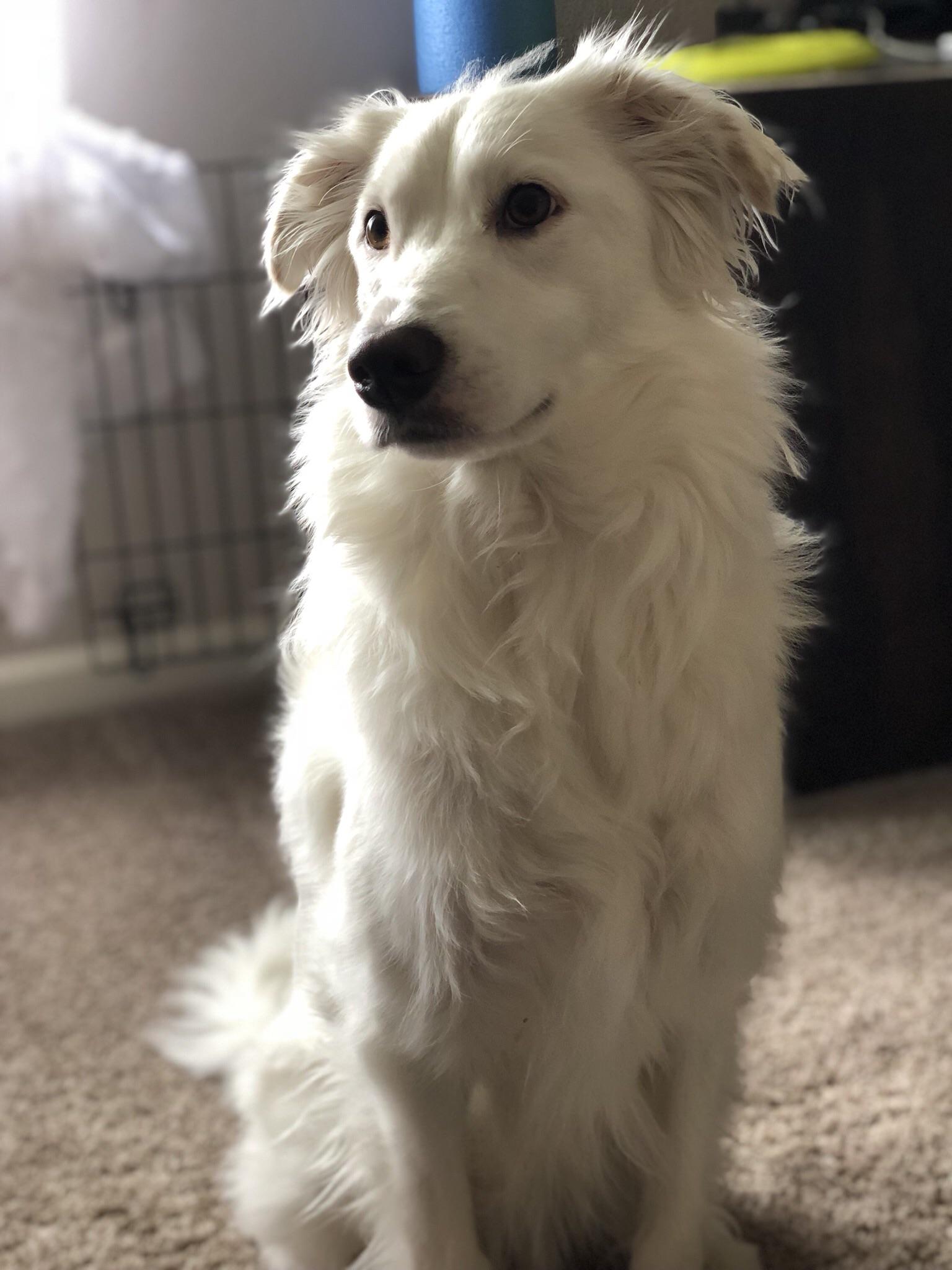 Border Collie Shepherd Mix