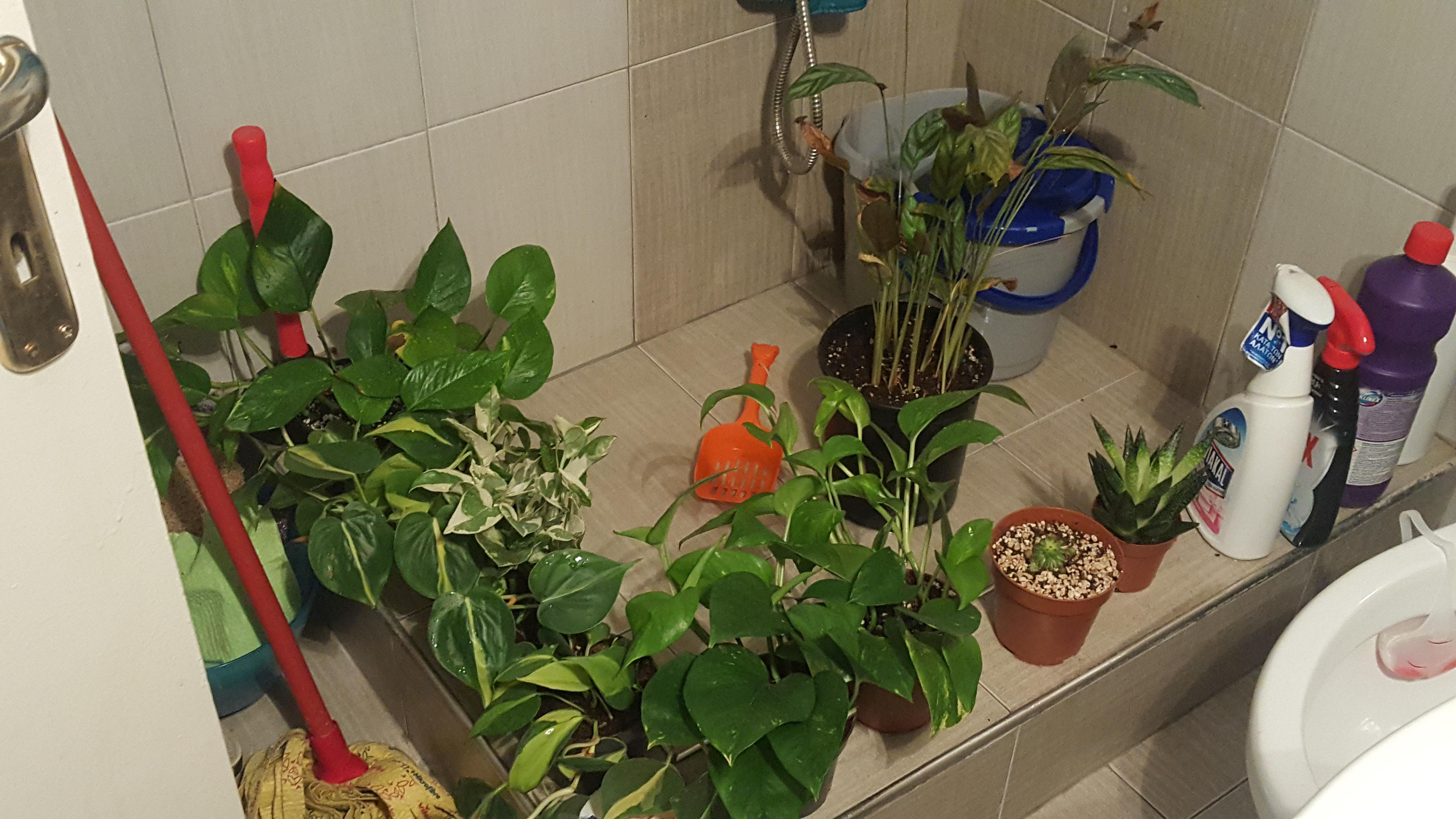 Bf wanted to have a shower... r/plants