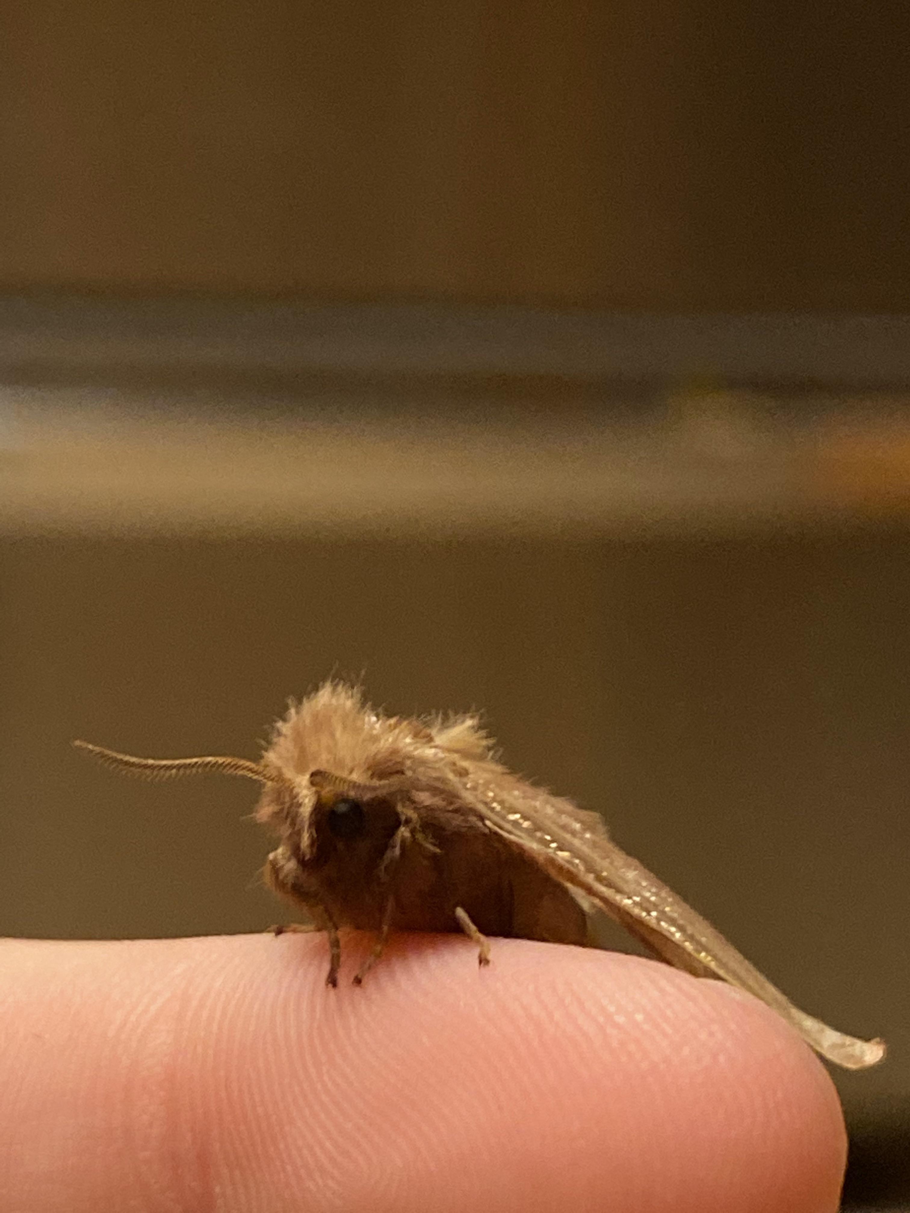What should I name my pet moth? r/aww