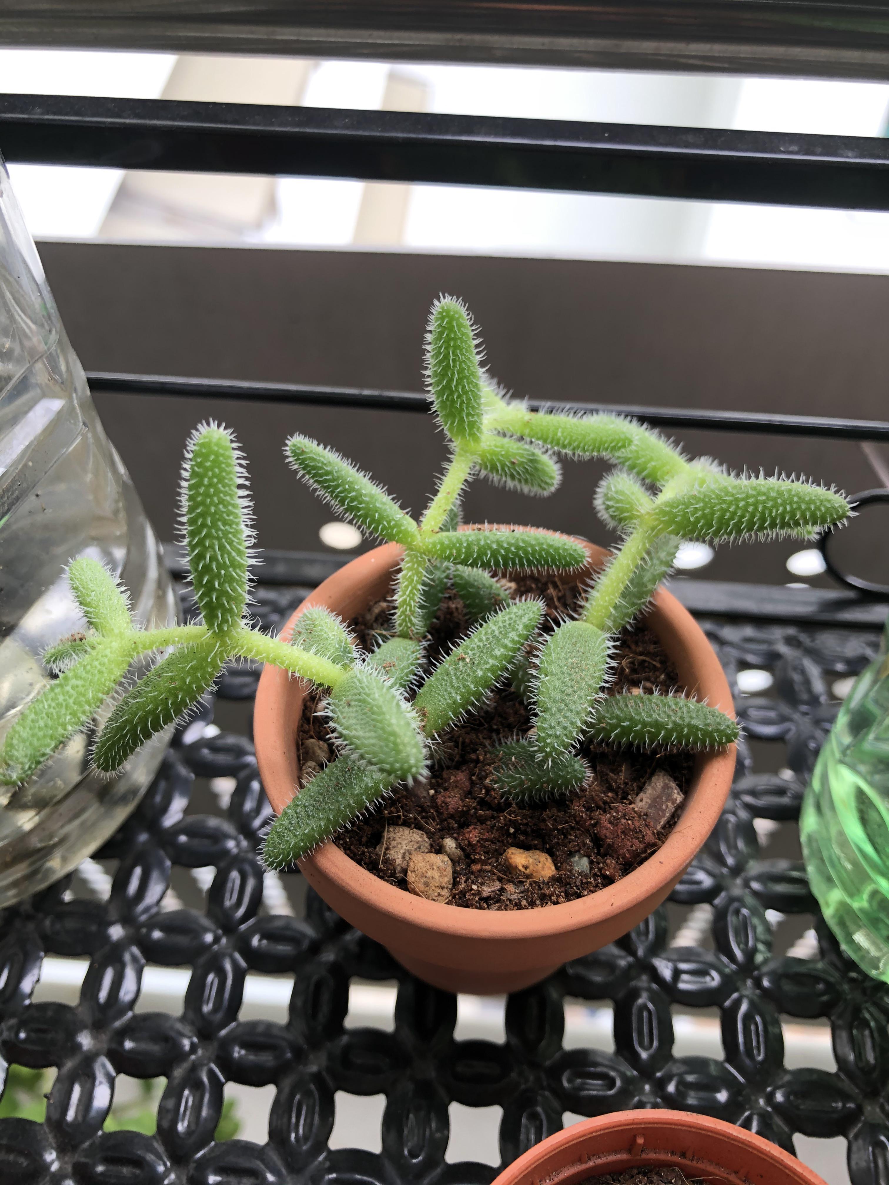 My pickle plant is so droopy. Is it normal? I just repotted it into a