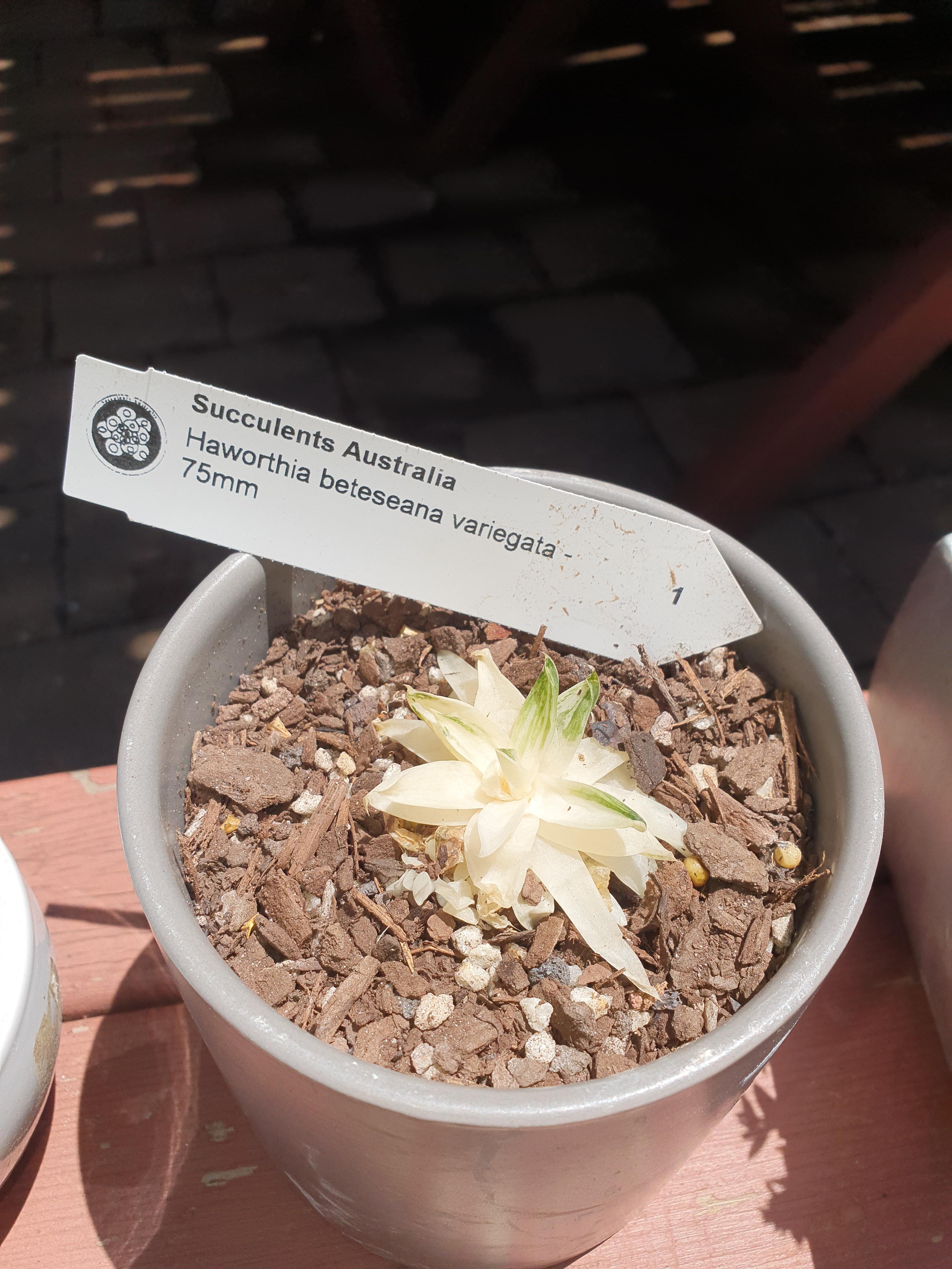 Help not favourite succulent is dying! succulents