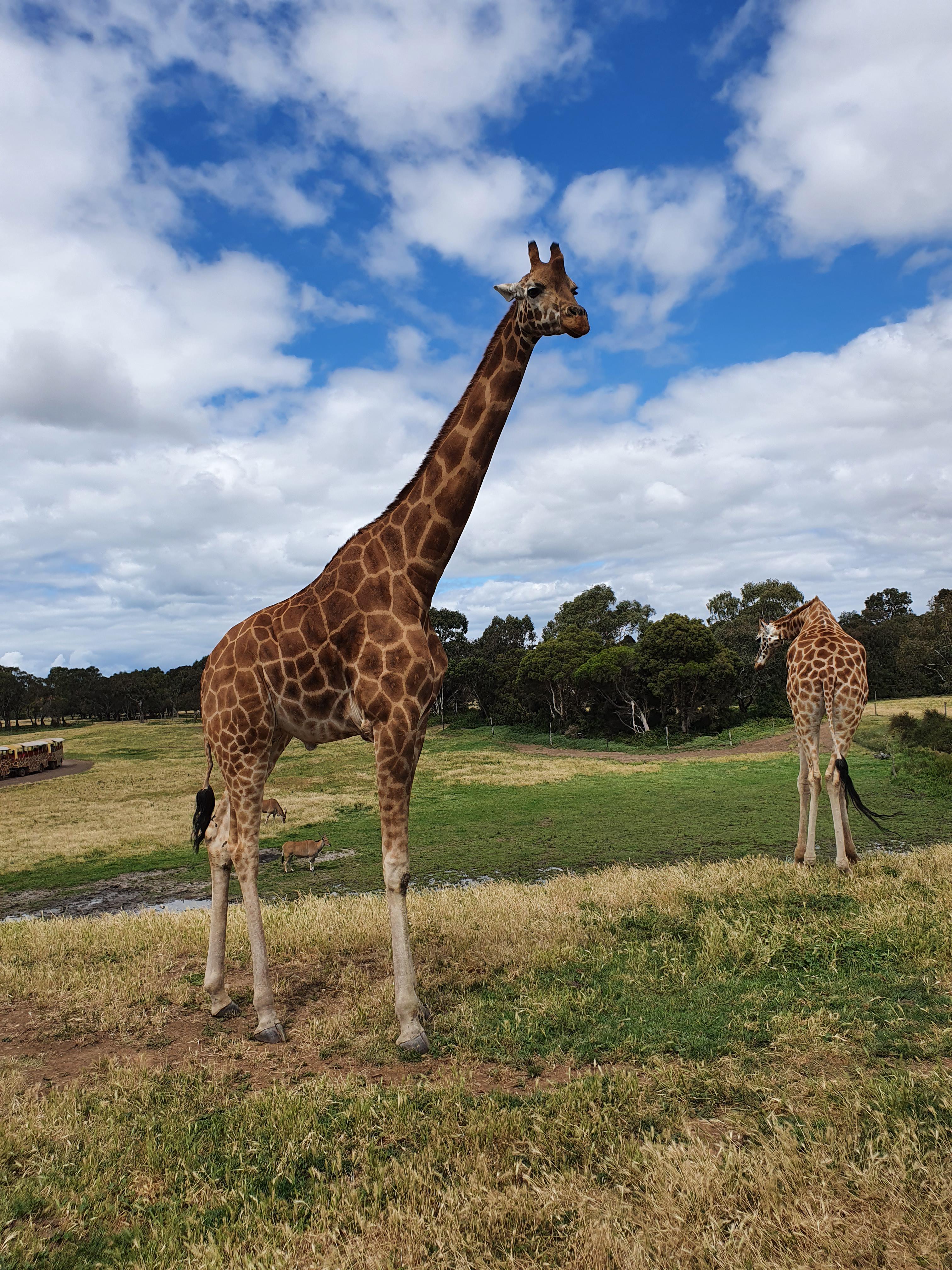 Went to Werribee Zoo for the first time today. What an amazing zoo. We