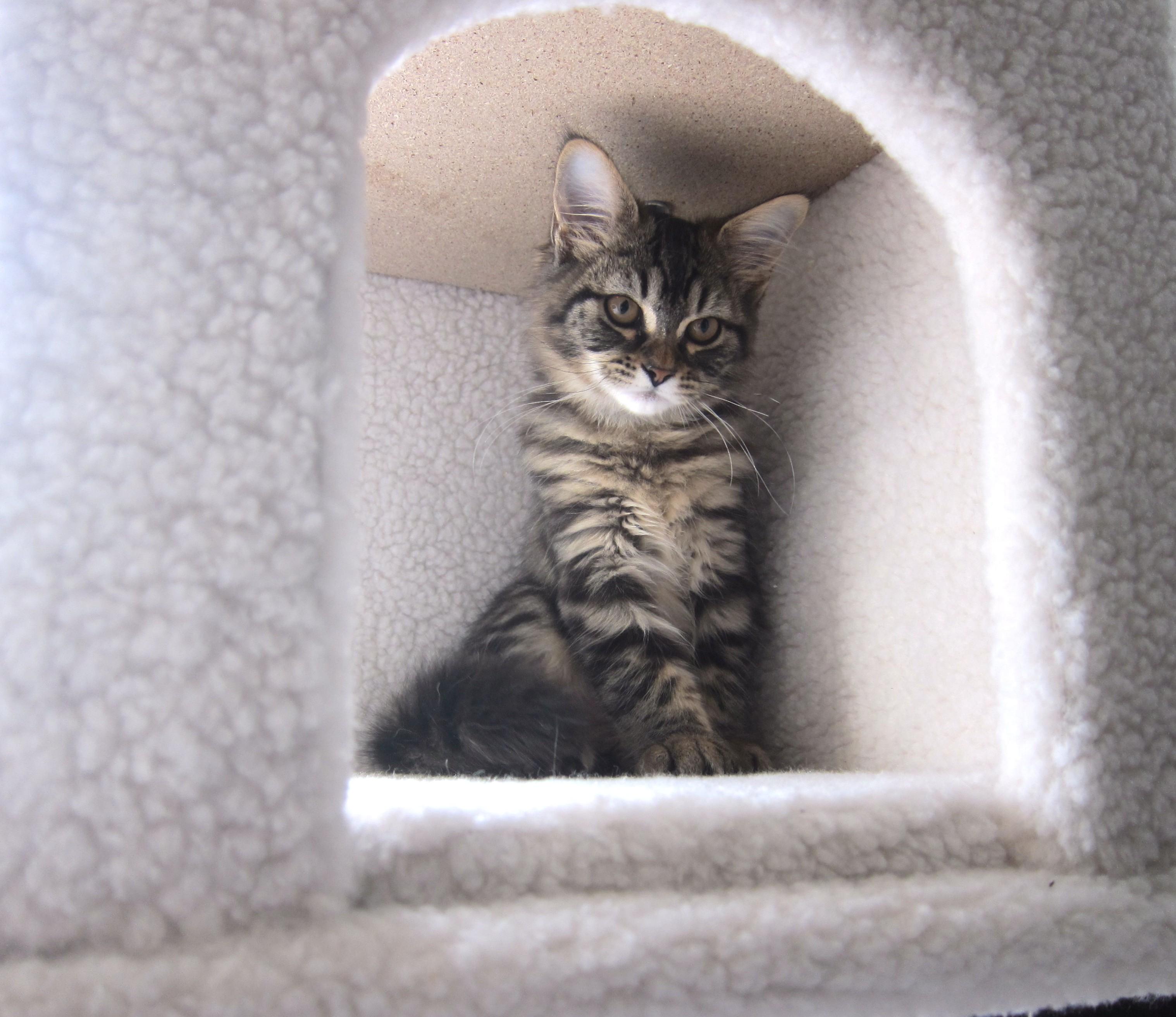 Reddit meet newest rescue baby , not sure what breed she is but shes