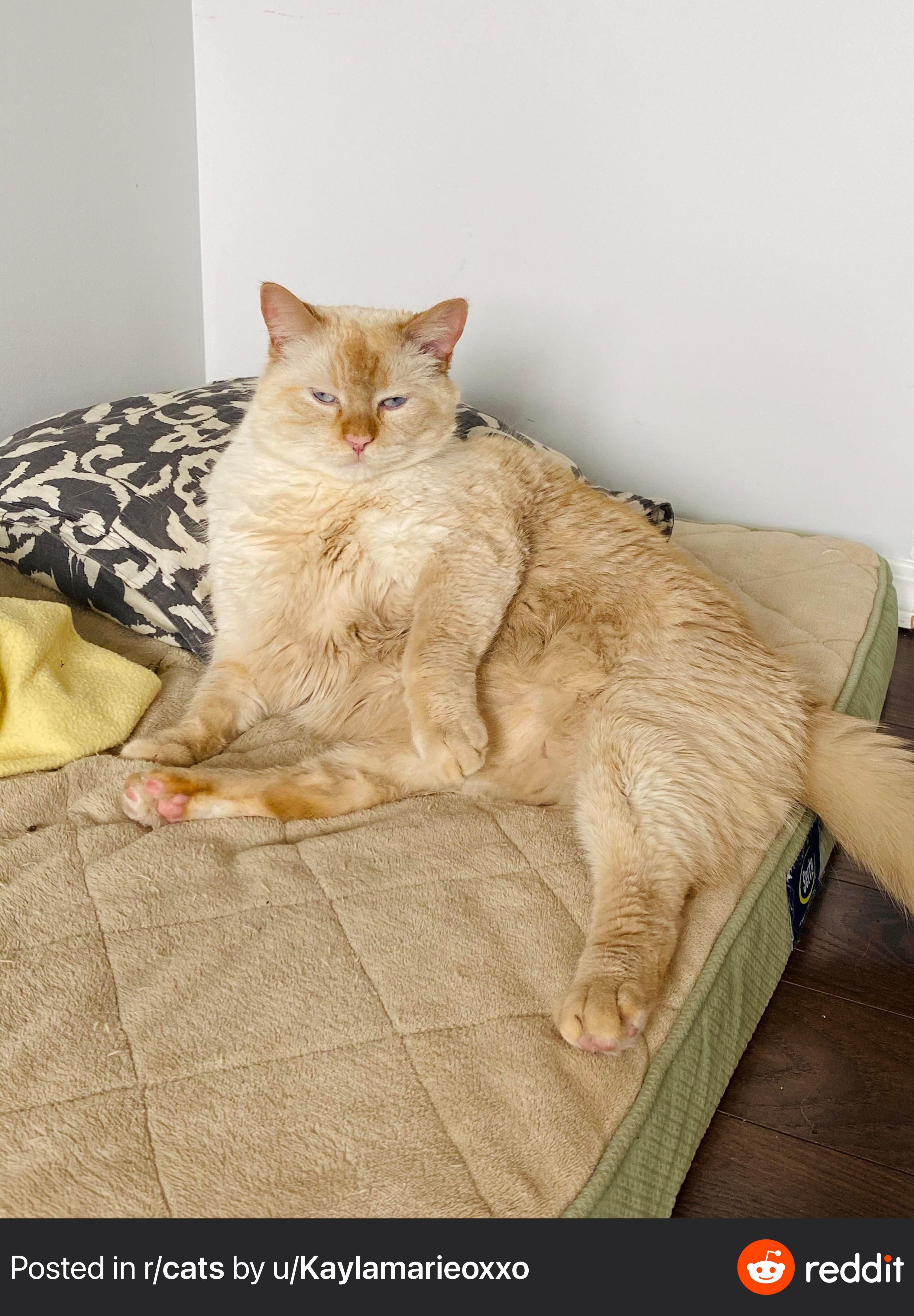 This cat is on a catsized mattress, but he looks like the size of a