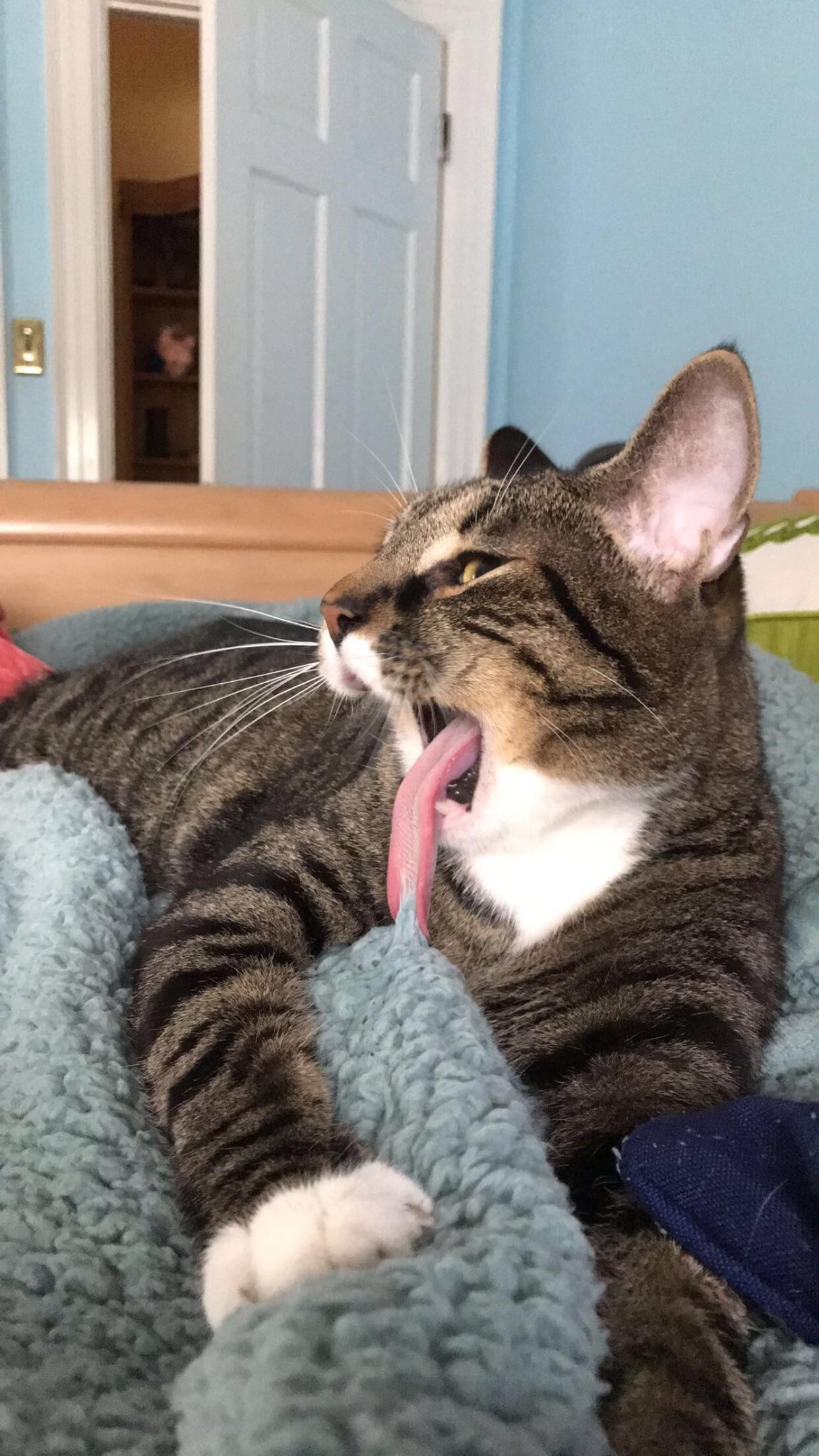 My cat Ewok got his tongue stuck on a fluffy blanket r/aww
