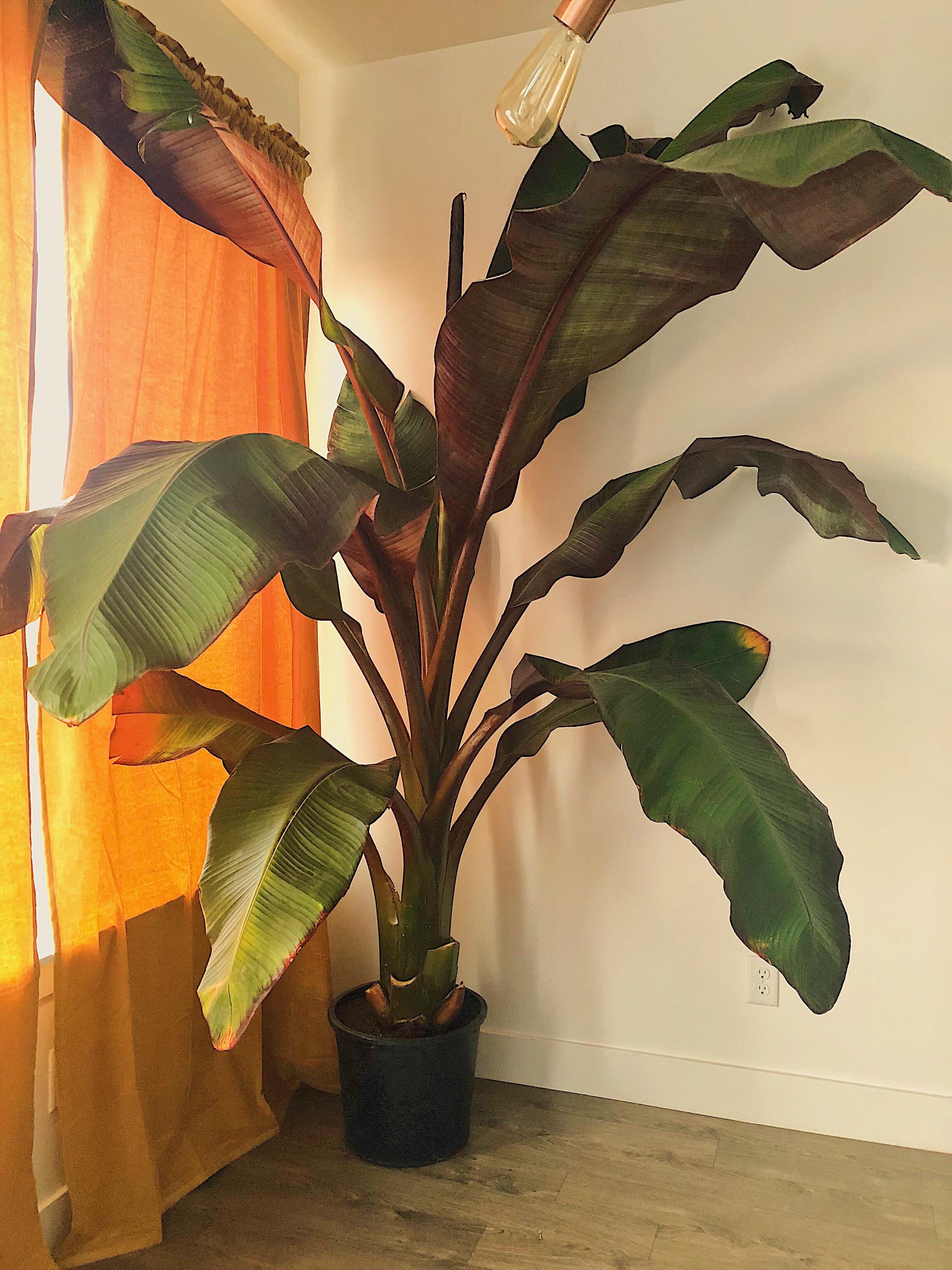 Picked us this 8” Banana Tree for 60! r/houseplants