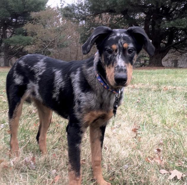 Beauceron raising, training, care & sharing...