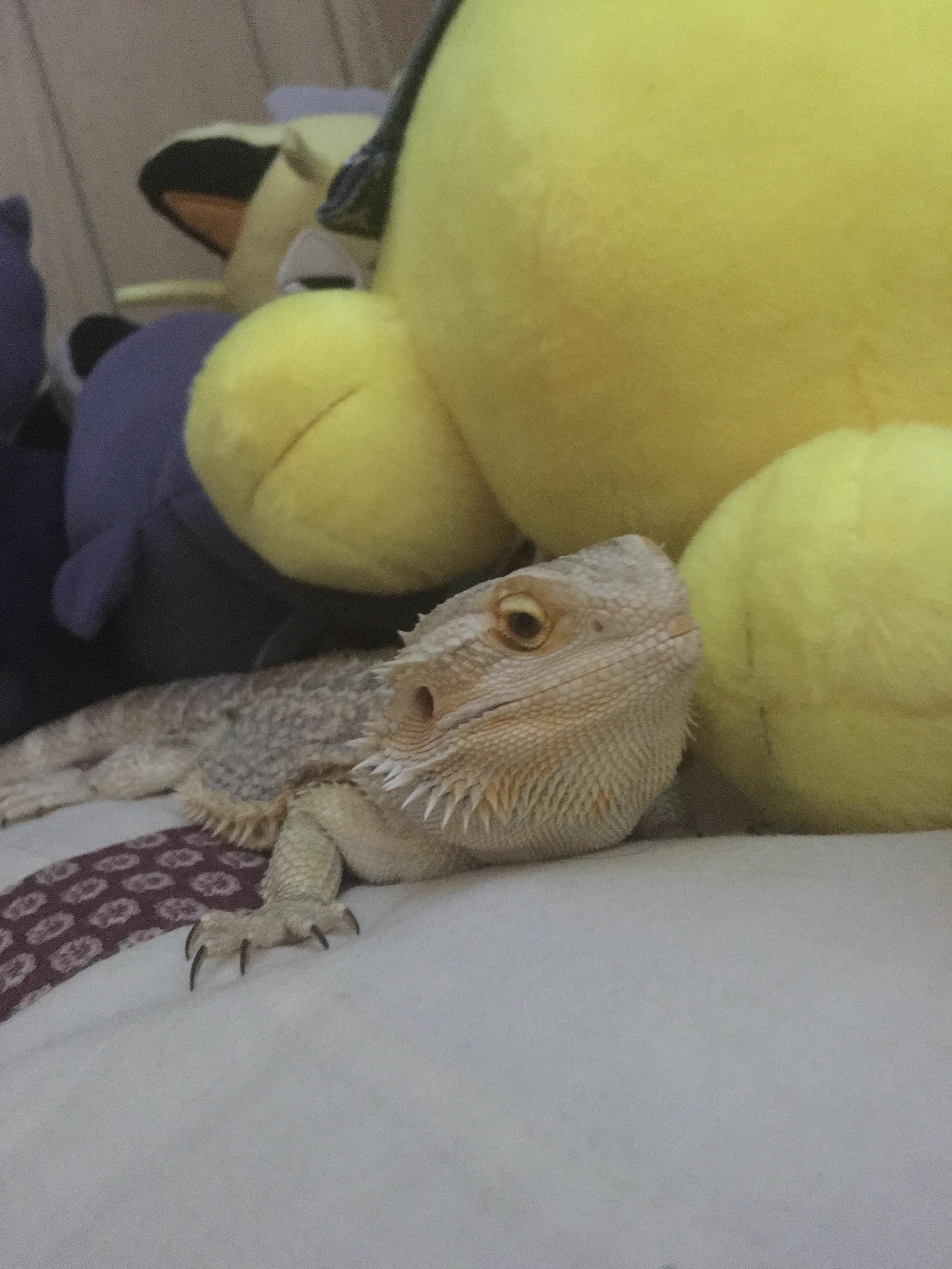 comfortable dragon r/BeardedDragons